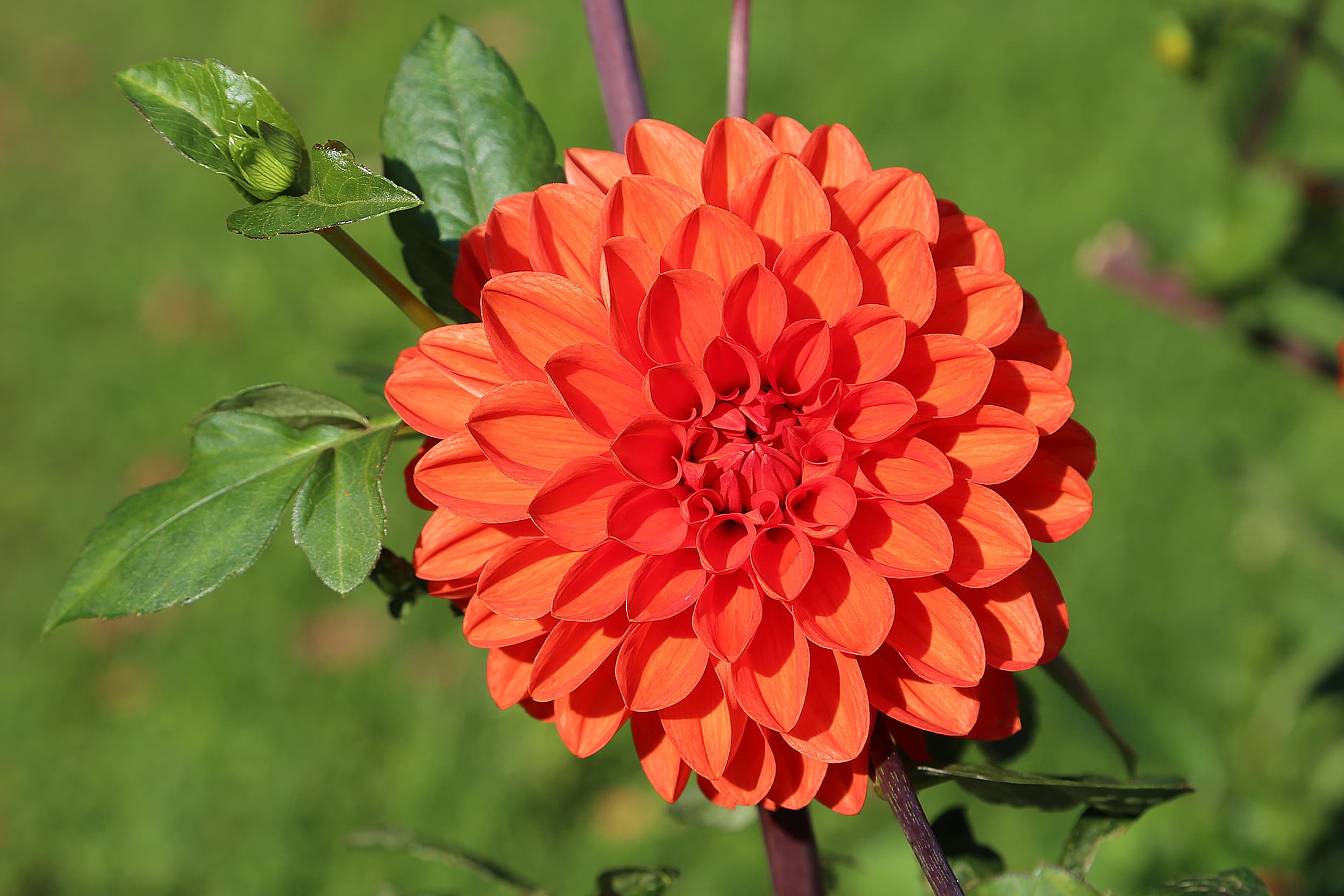 Gallery, Garden Dahlia