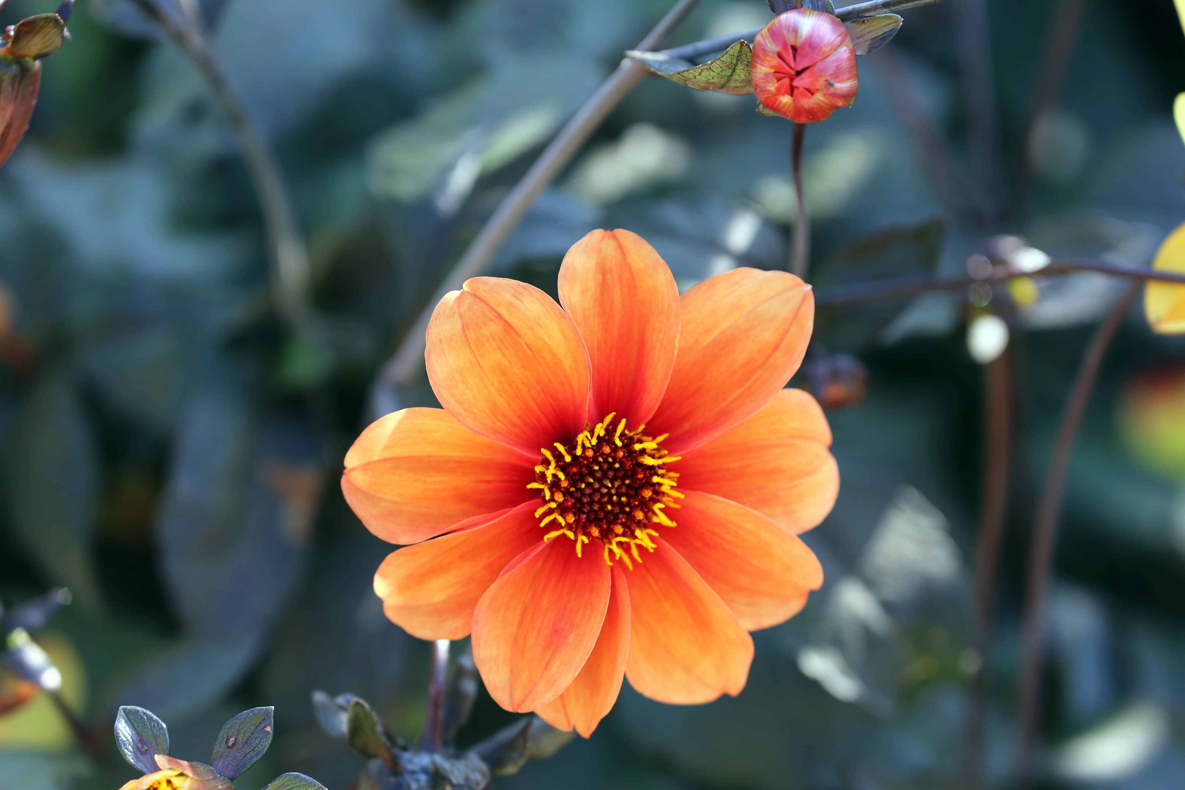 Bloom, Garden Dahlia