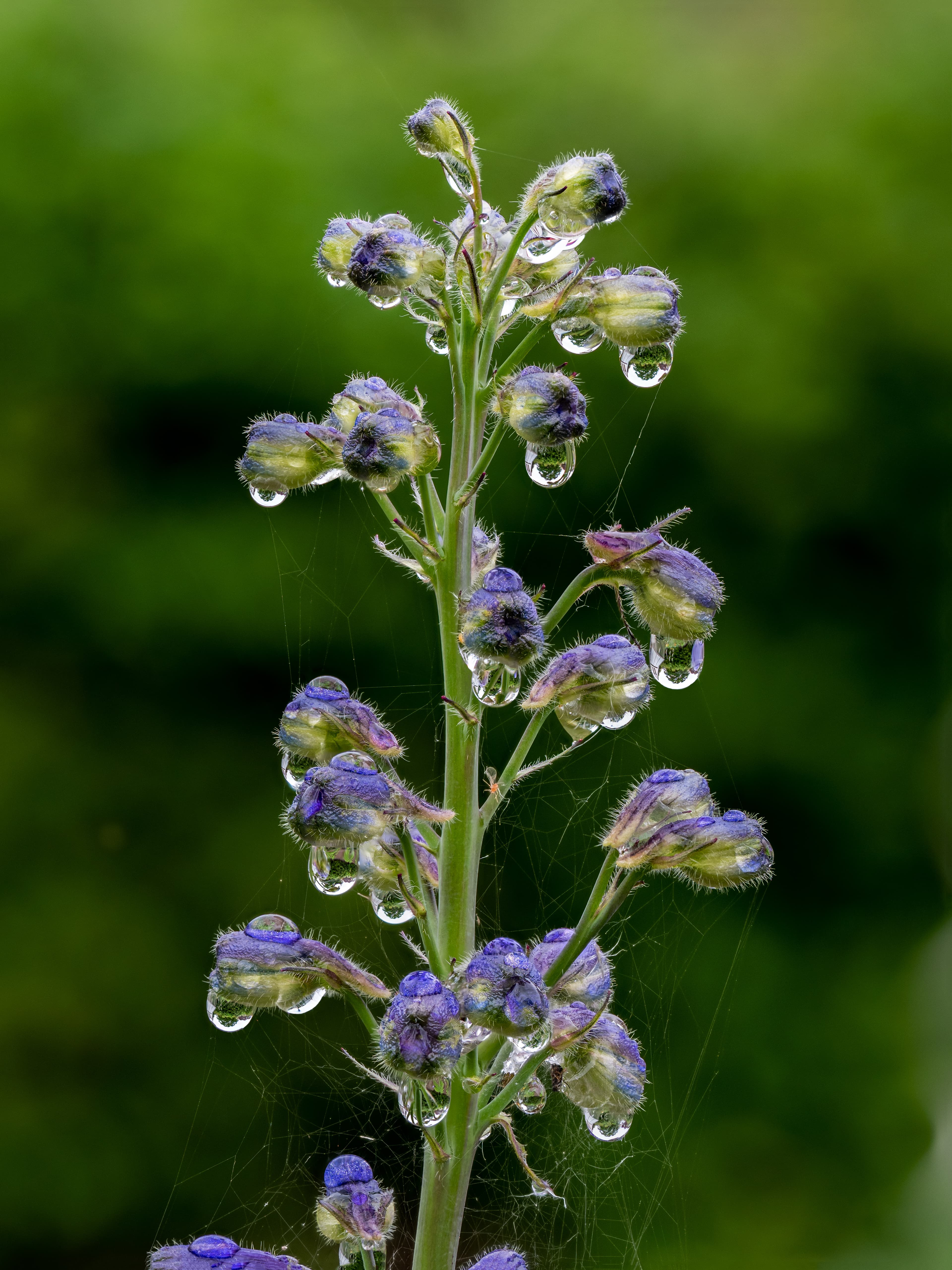 Botanical illustration of Candle Larkspur