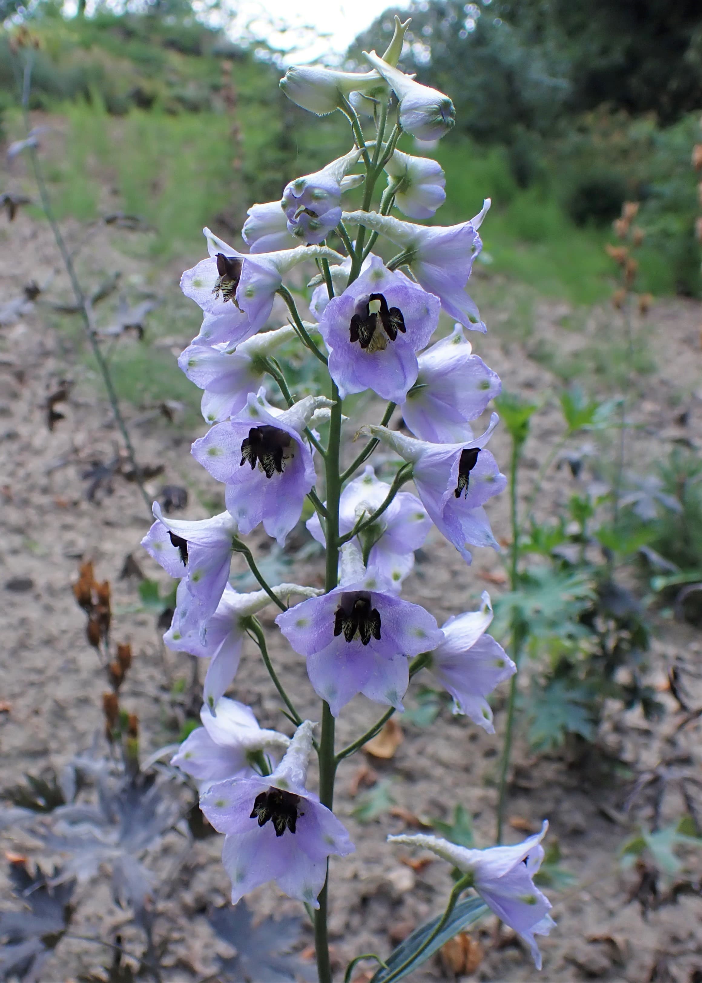 Gallery, Deschampsia Elongata
