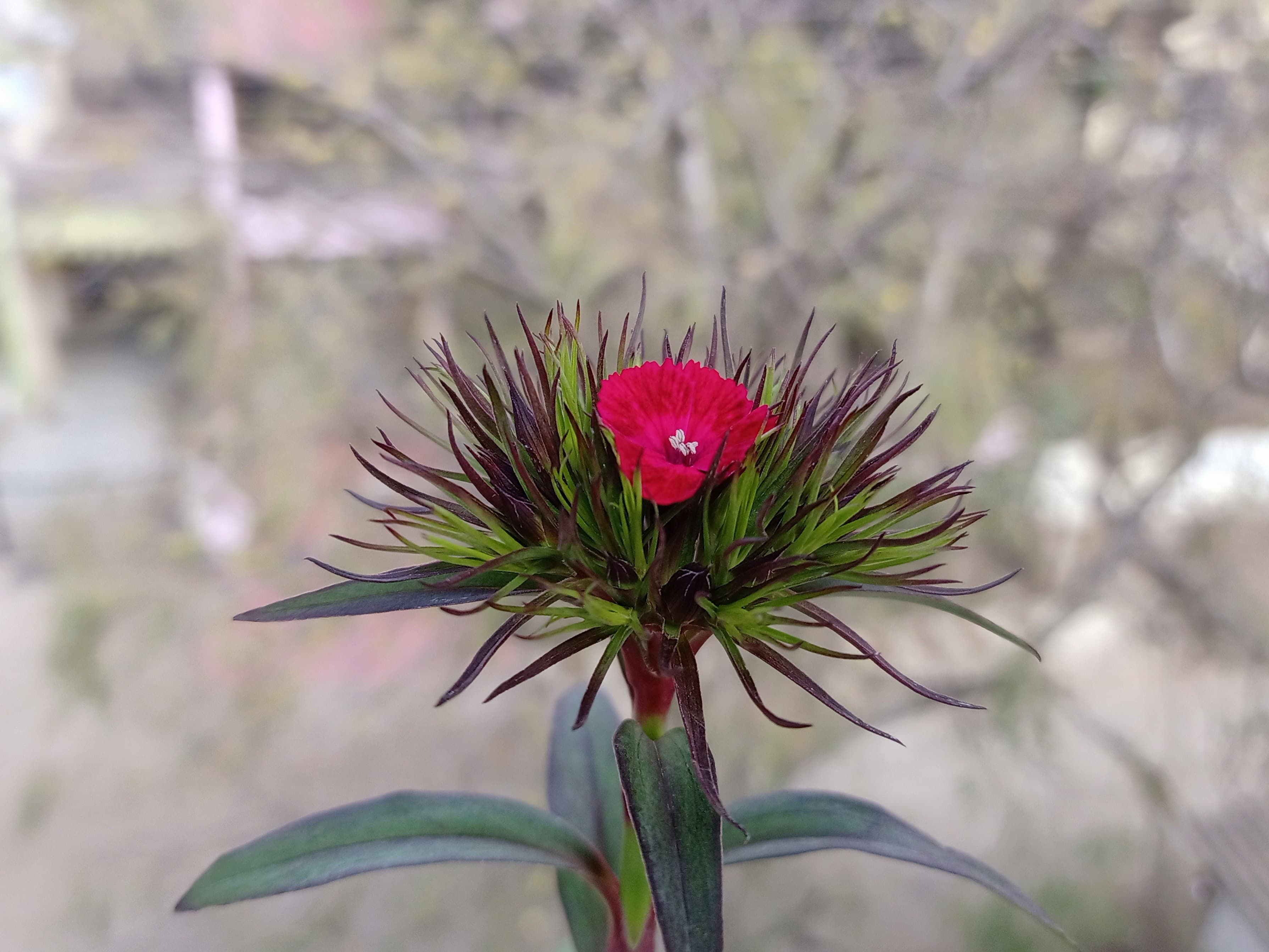 Bloom, Sweet William