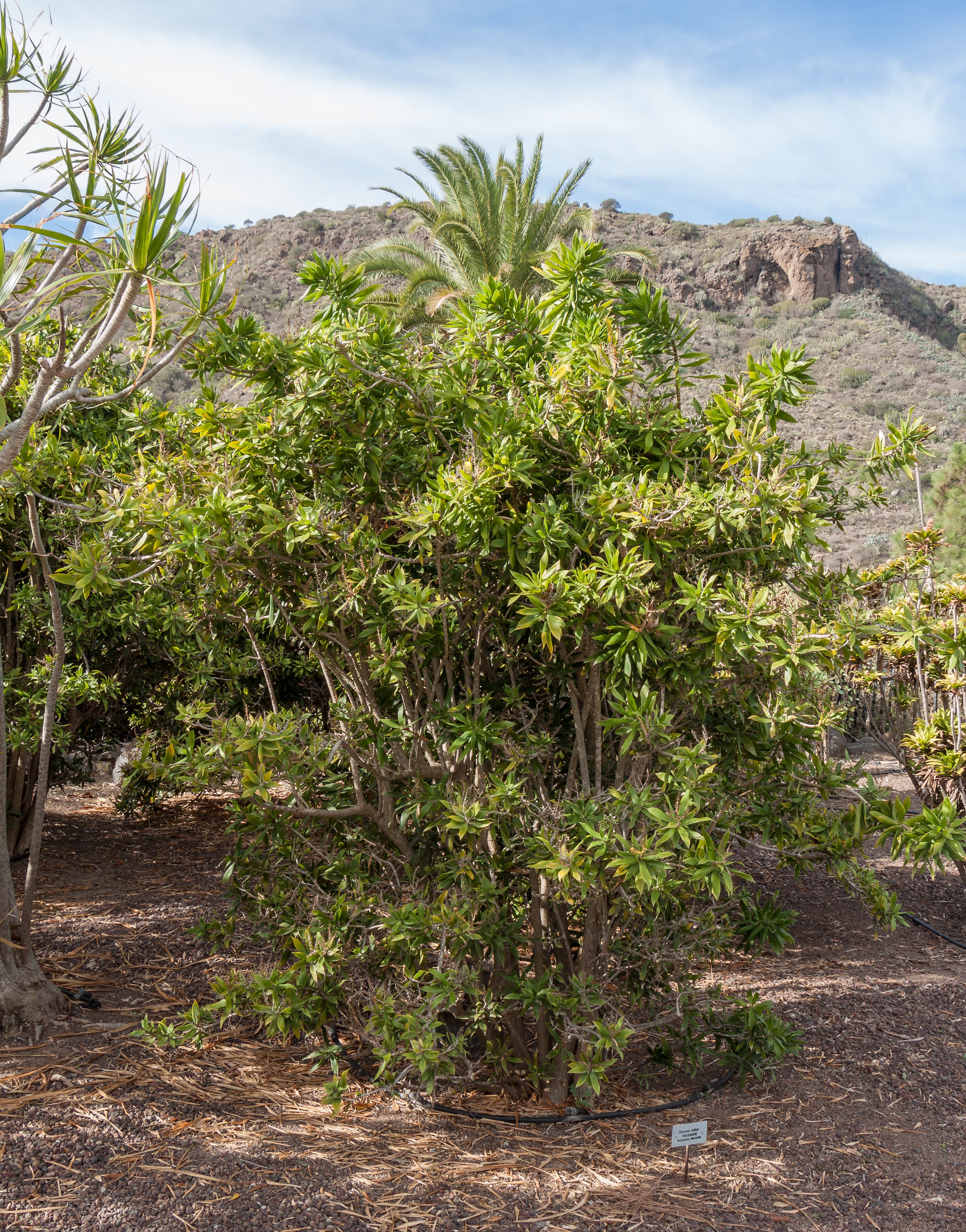 Bloom, Red-edge Dracaena