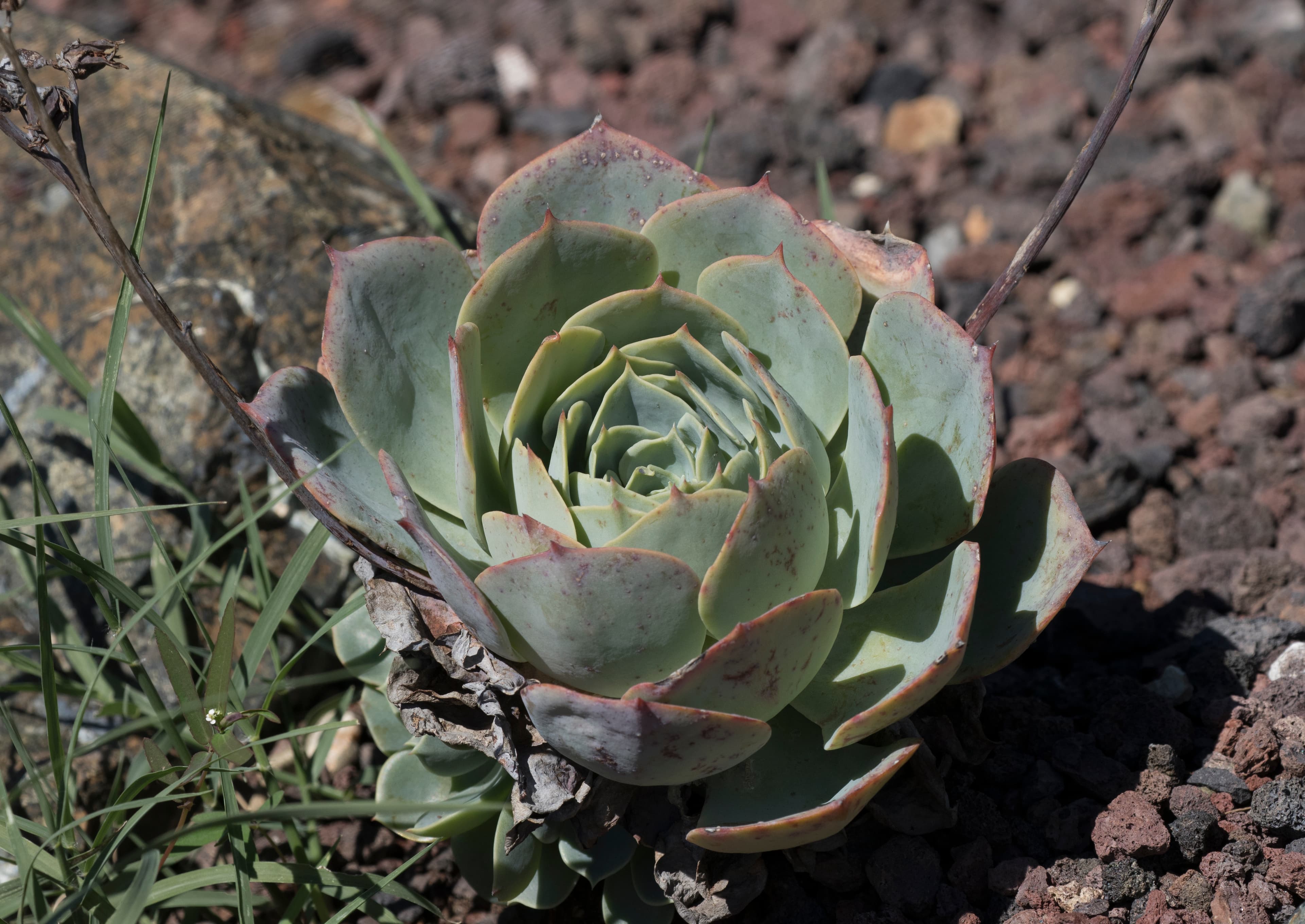 Bloom, Mexican Snowball