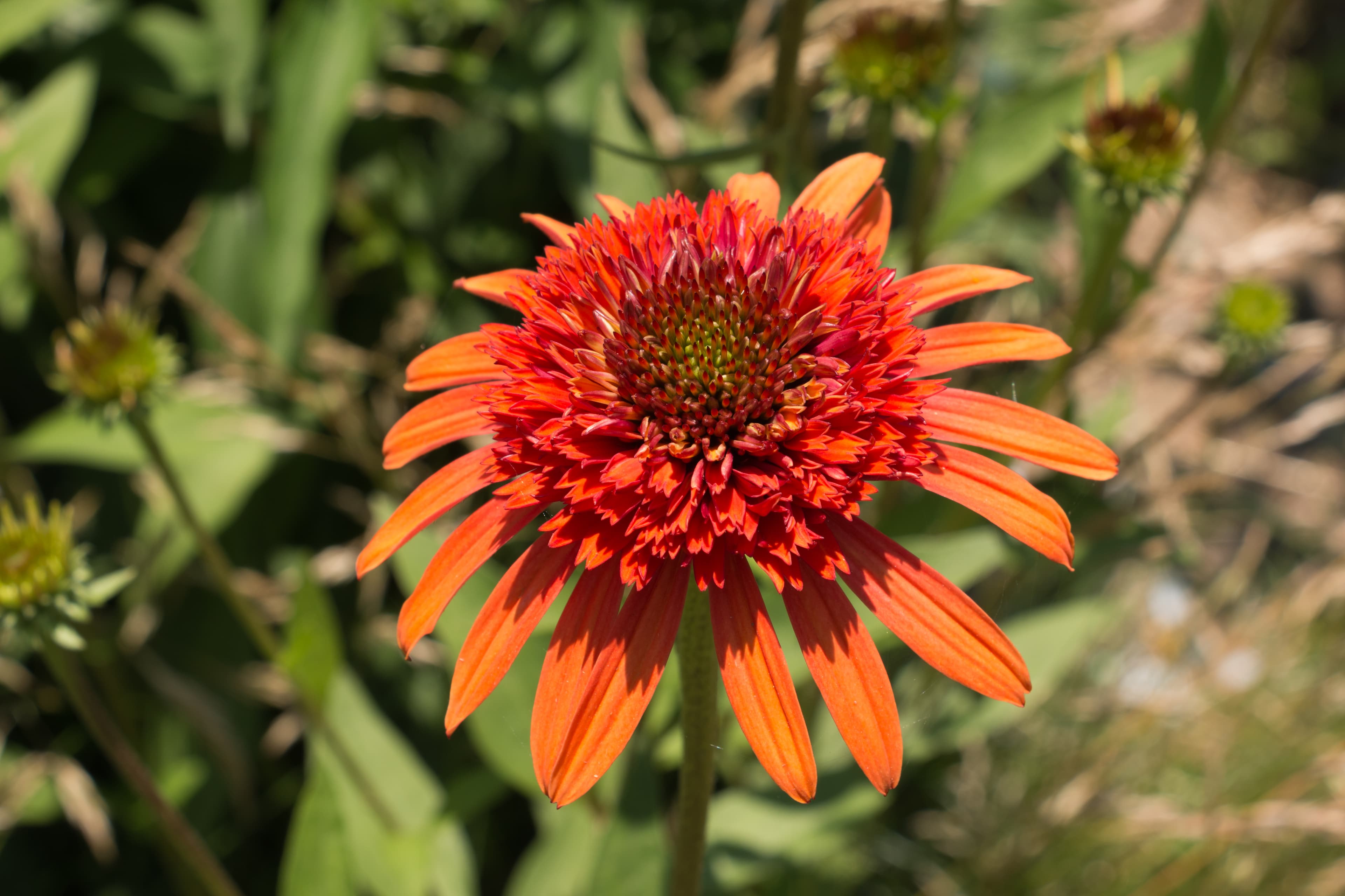 Gallery, Eastern Purple Coneflower