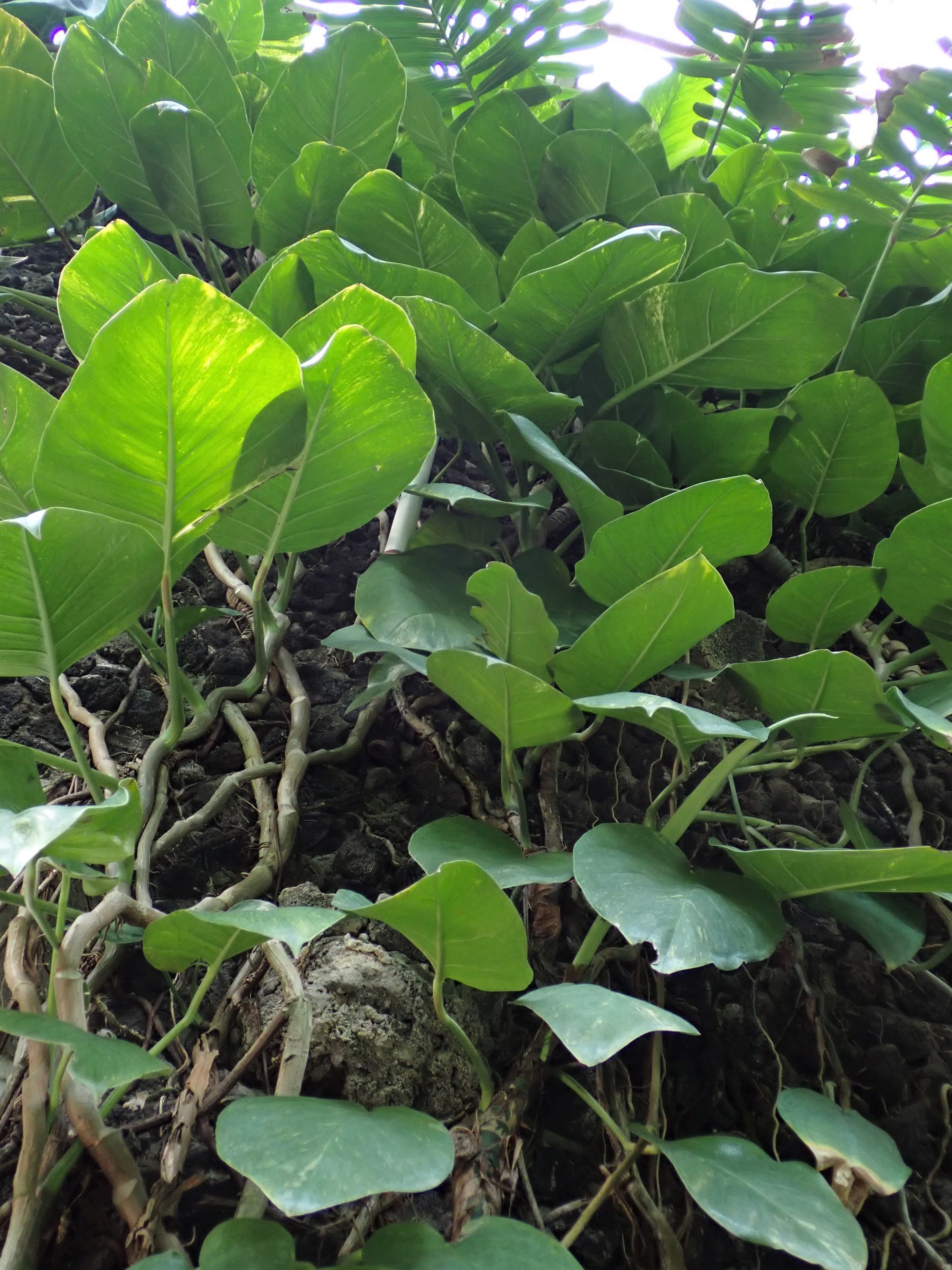 Bloom, Golden Pothos