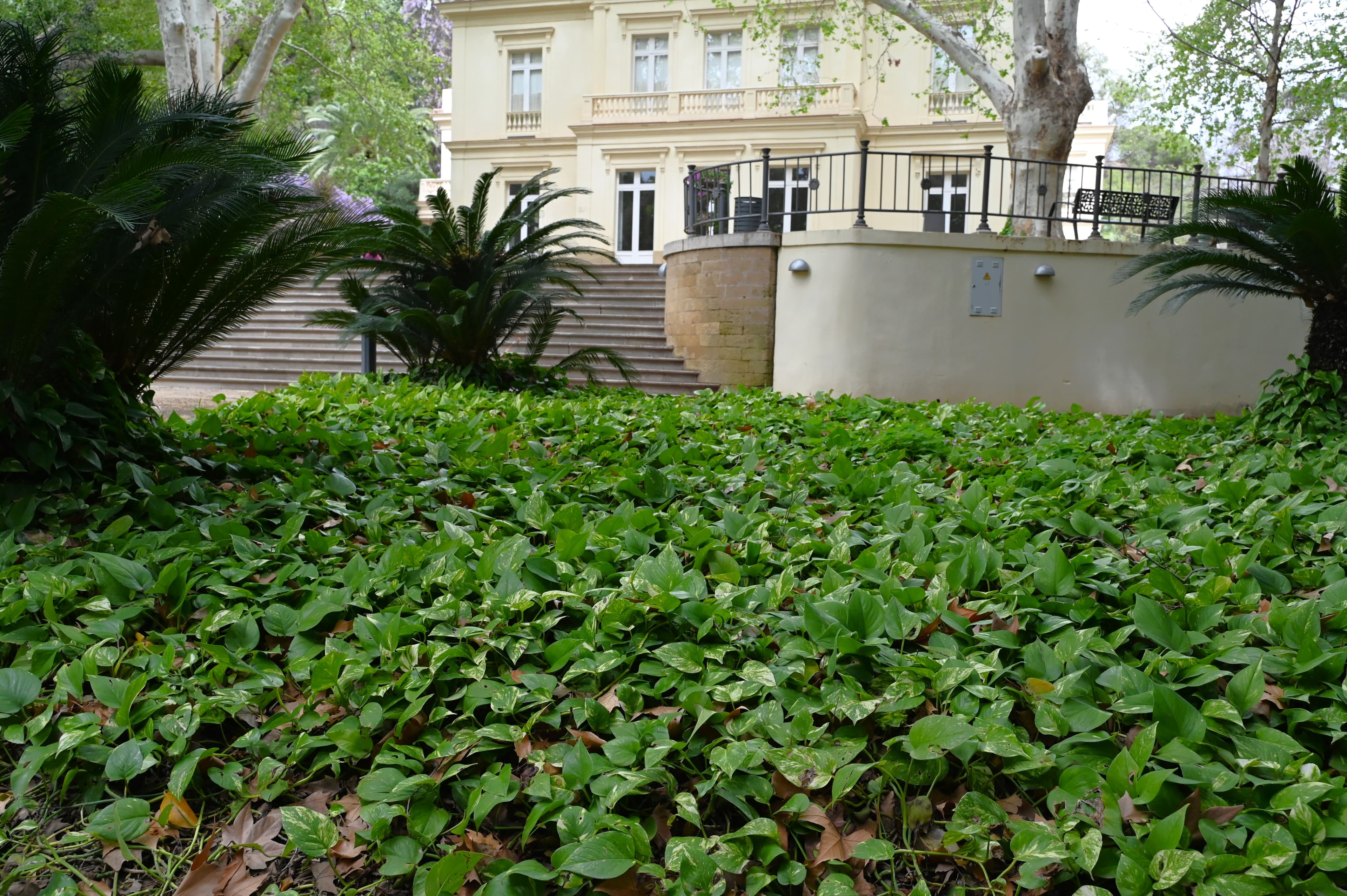 Gallery, Golden Pothos
