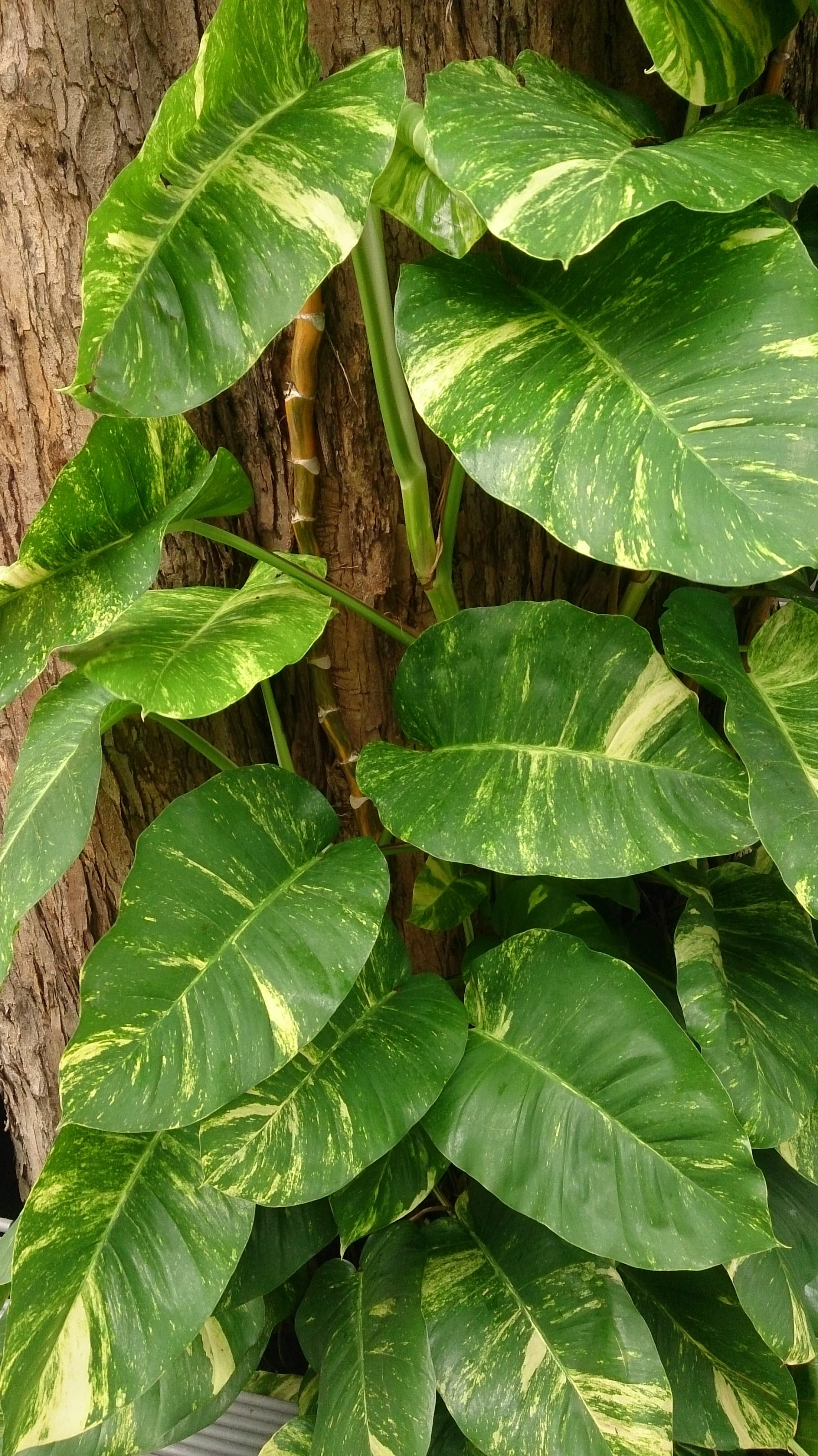 Gallery, Golden Pothos