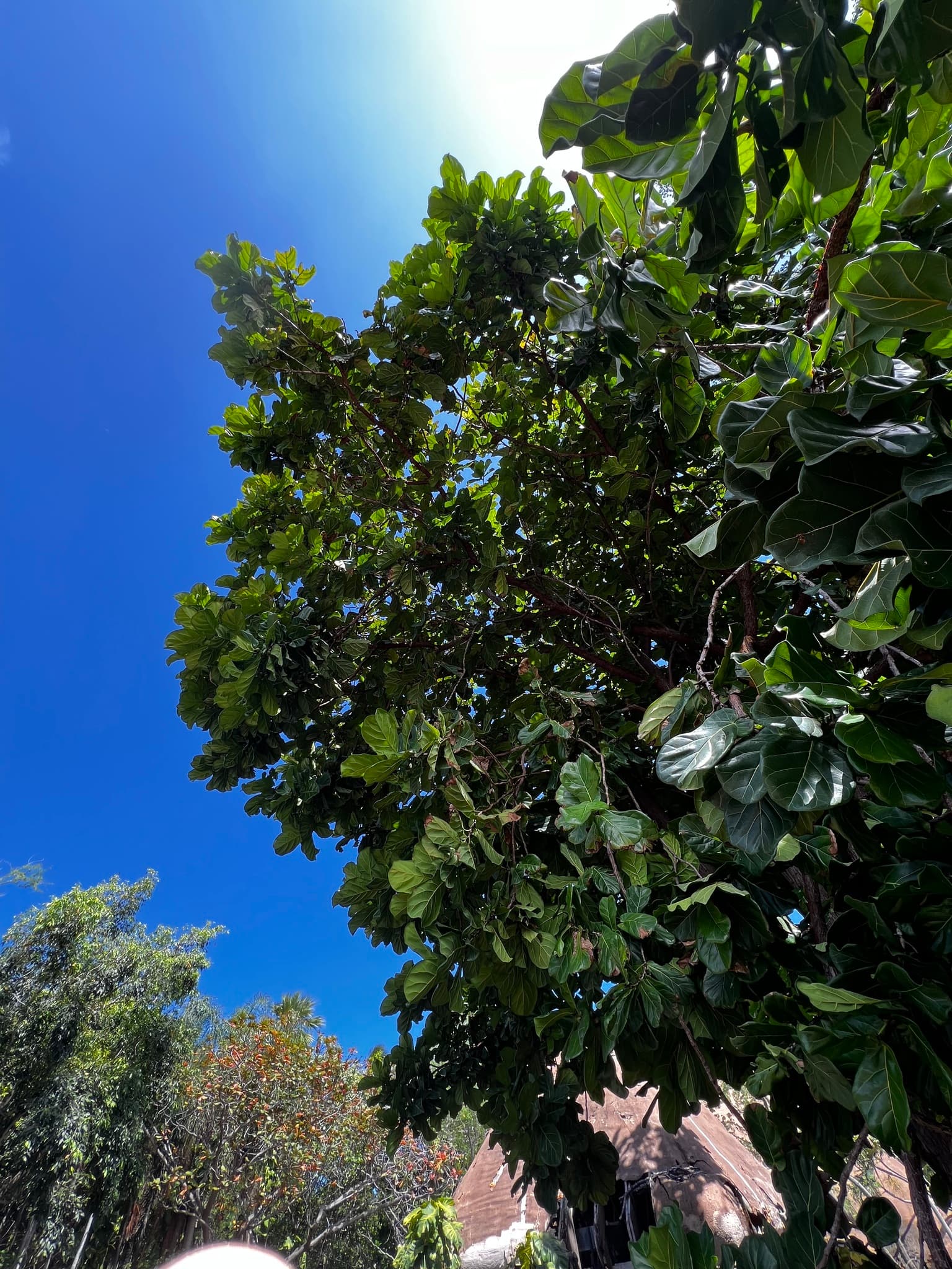 Gallery, Fiddleleaf Fig