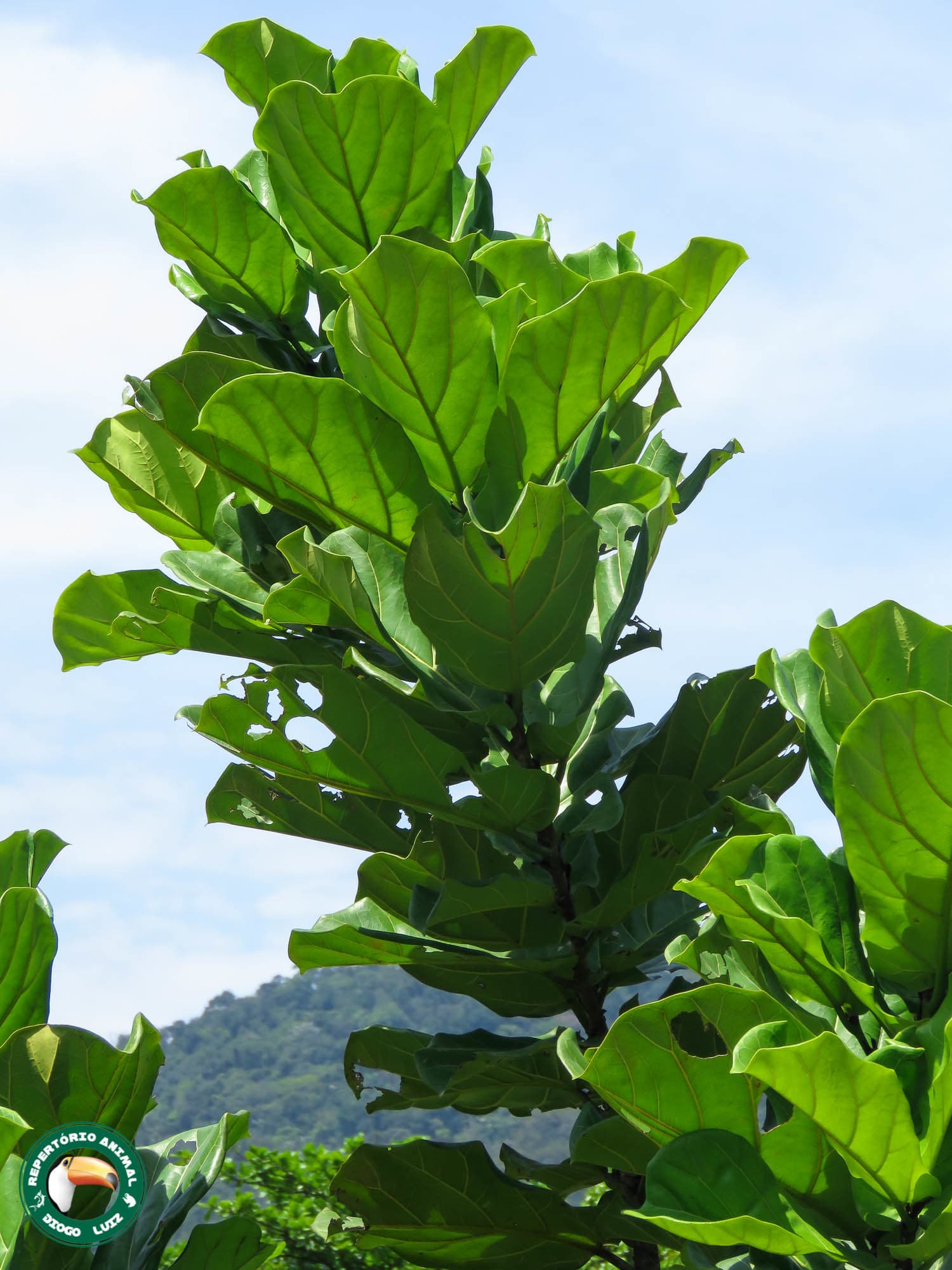 Bloom, Fiddleleaf Fig