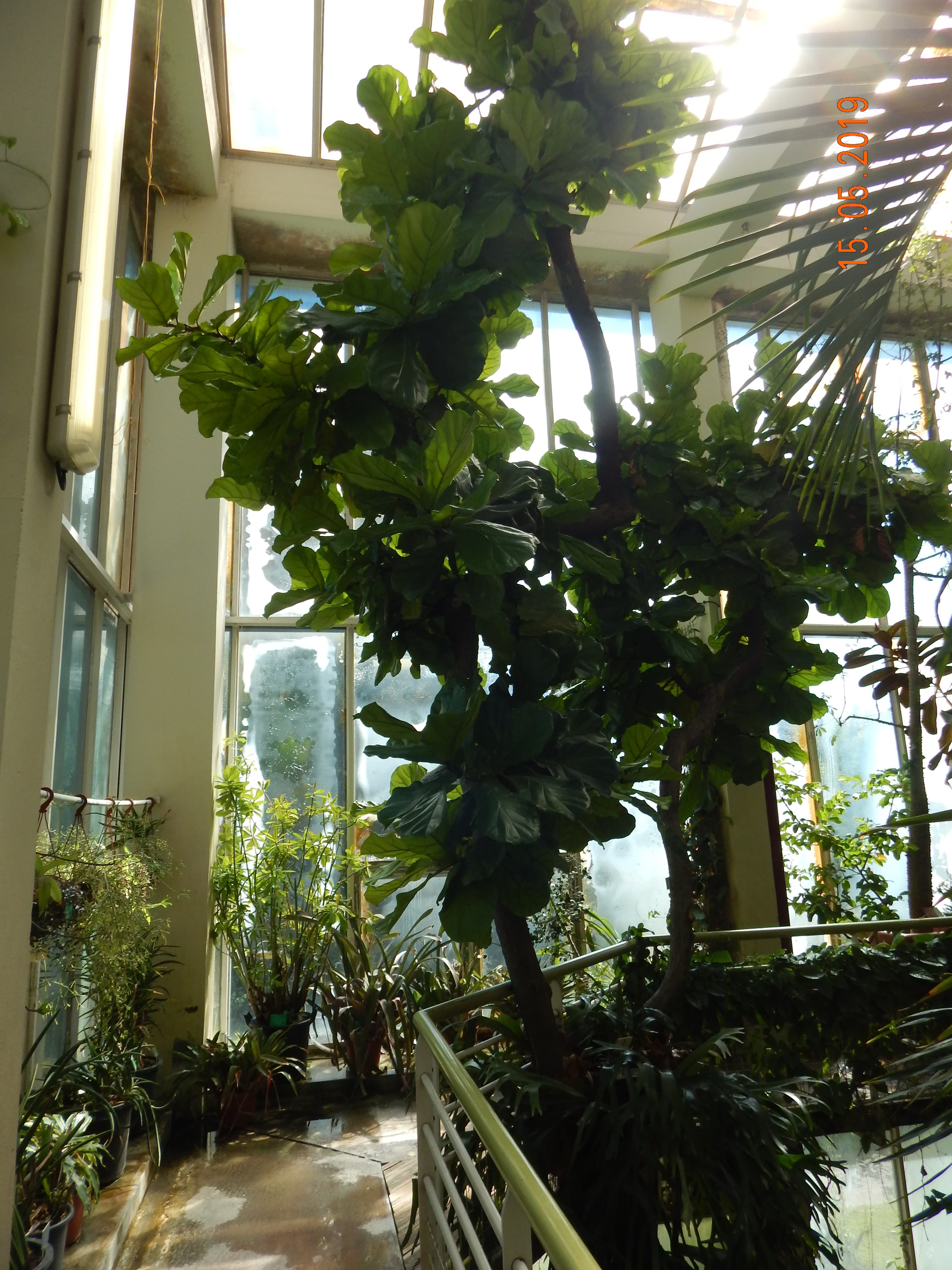 Botanical illustration of Fiddleleaf Fig