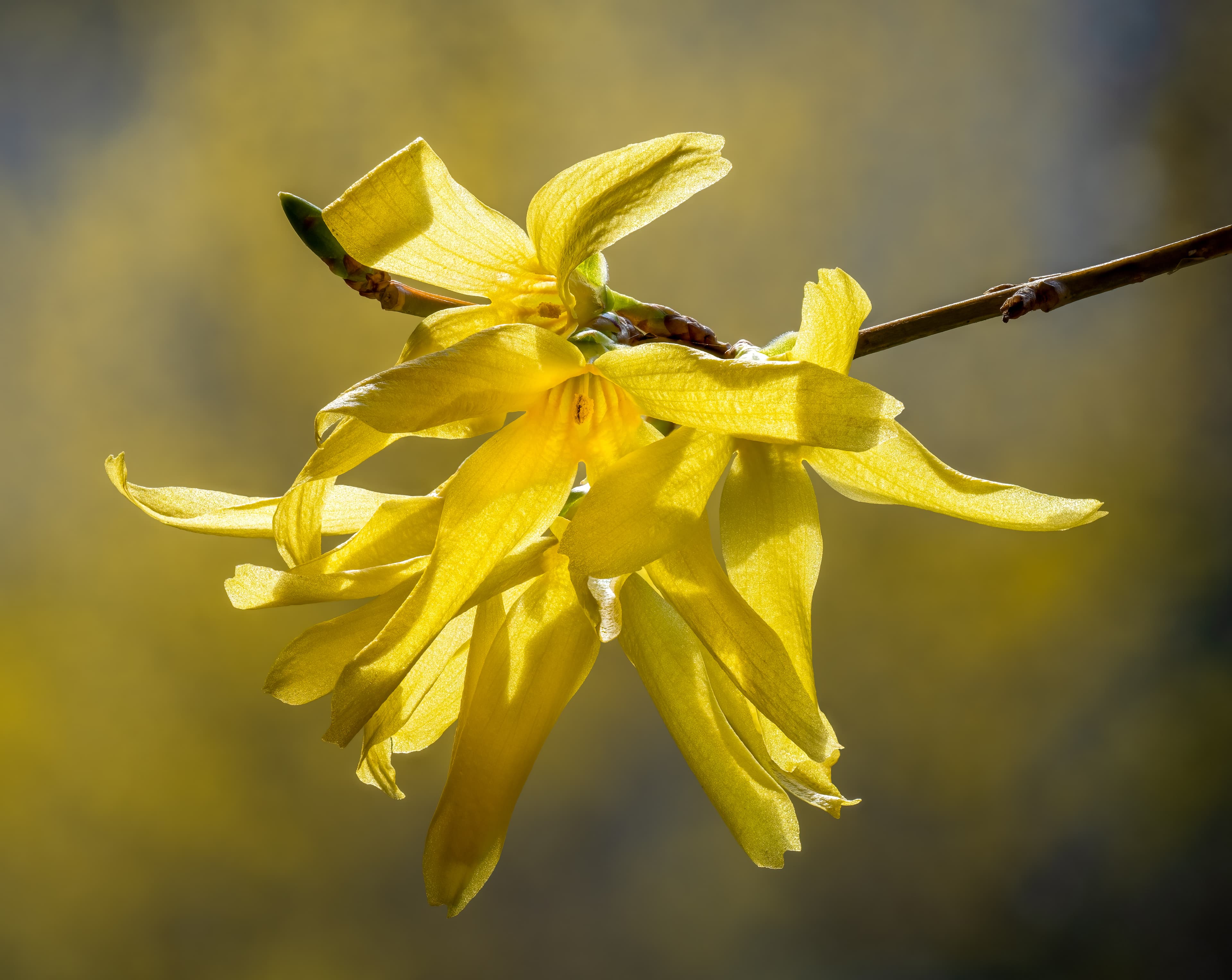 Botanical illustration of Border Forsythia