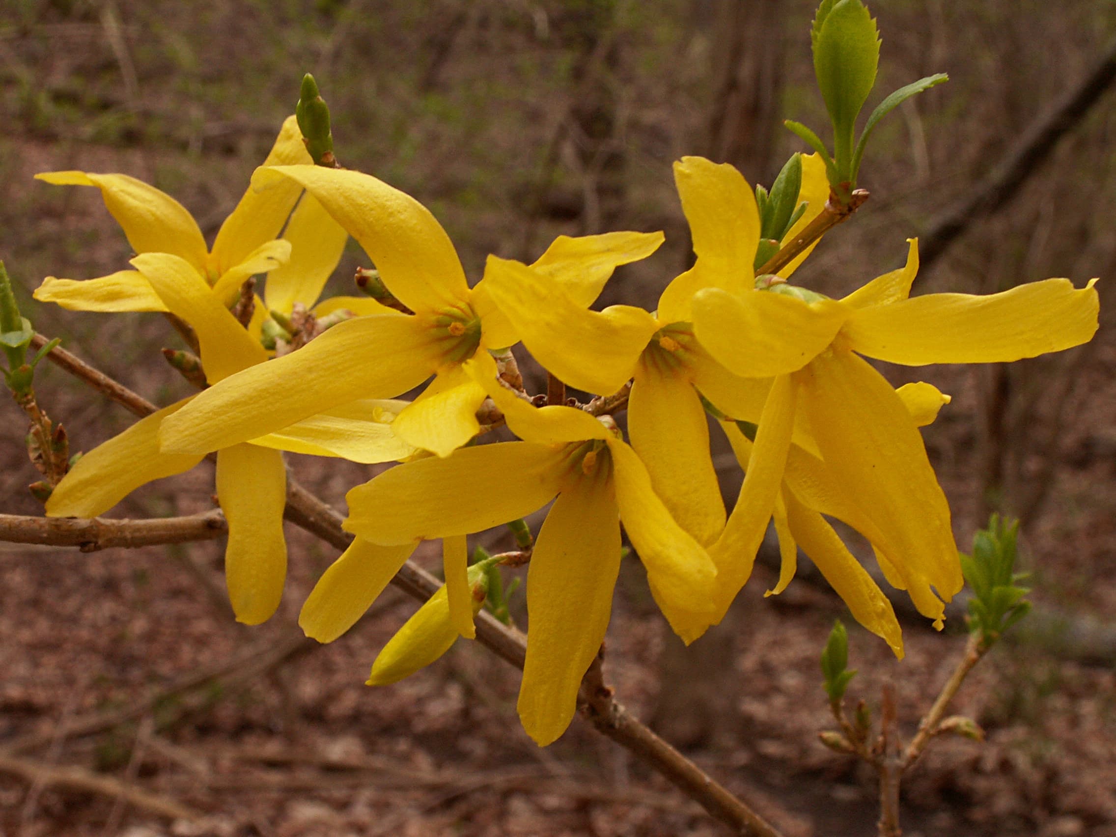 Gallery, Border Forsythia