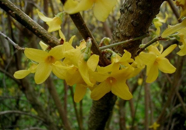 Gallery, Border Forsythia