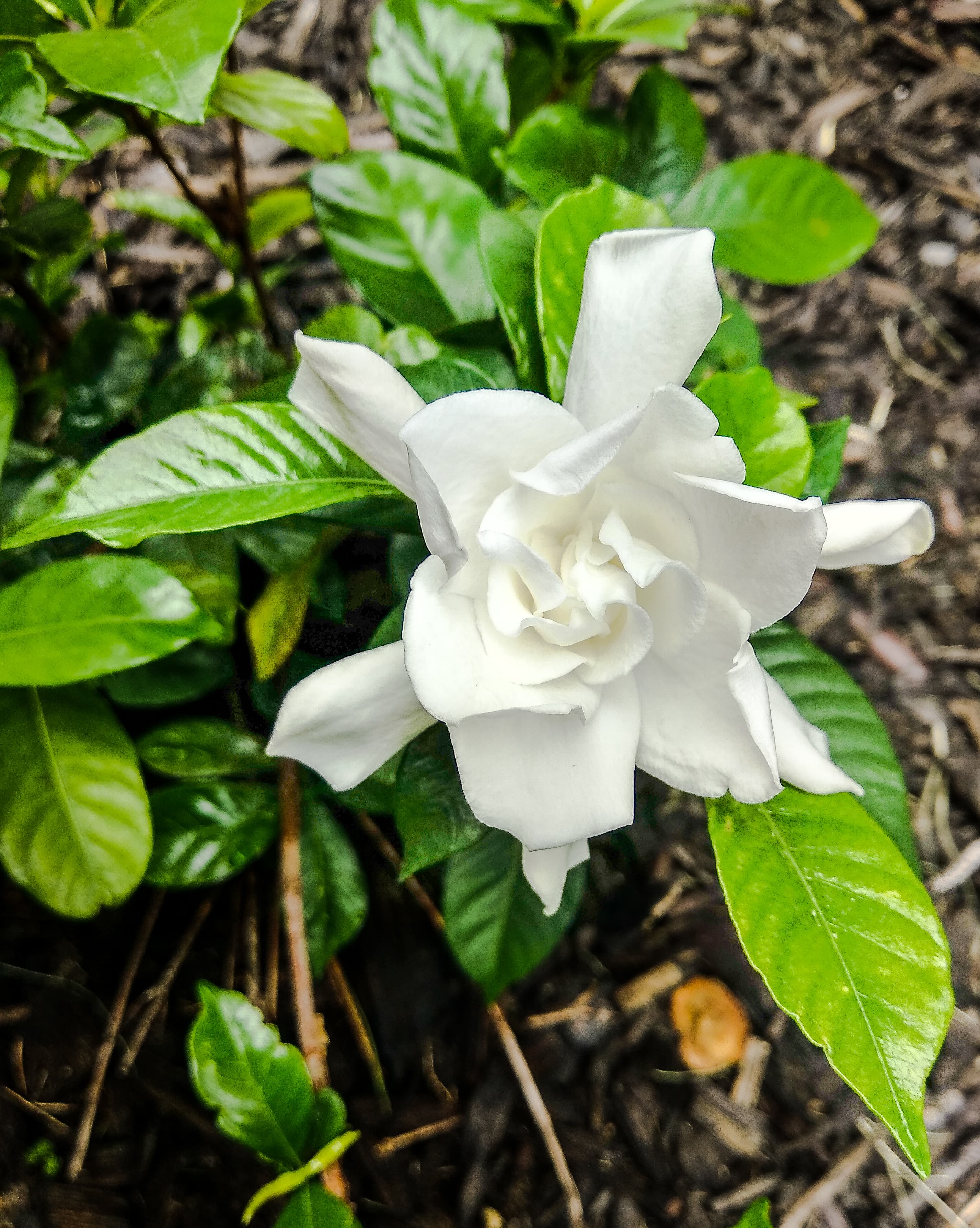 Gallery, Cape Jasmine
