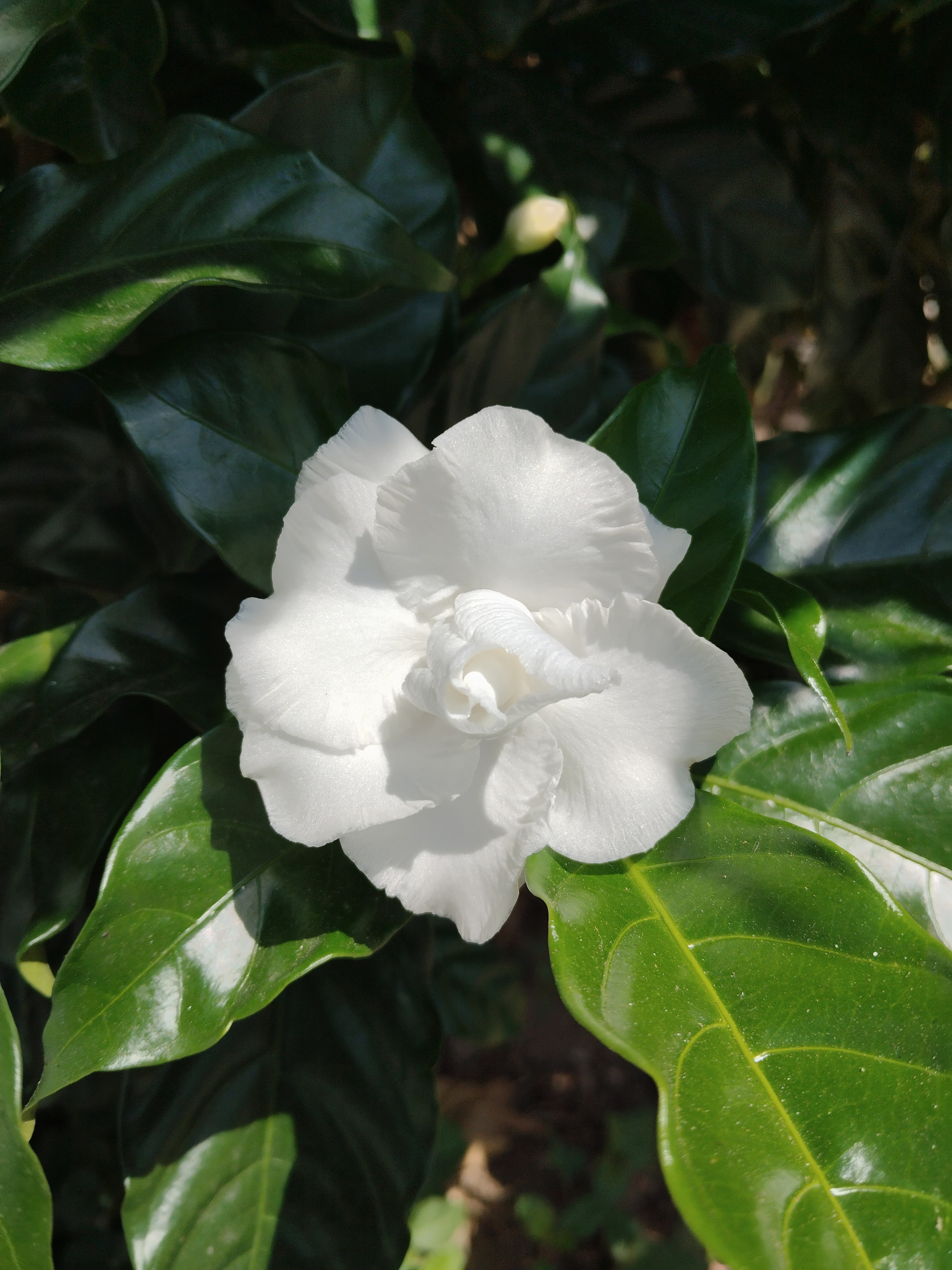 Botanical illustration of Cape Jasmine