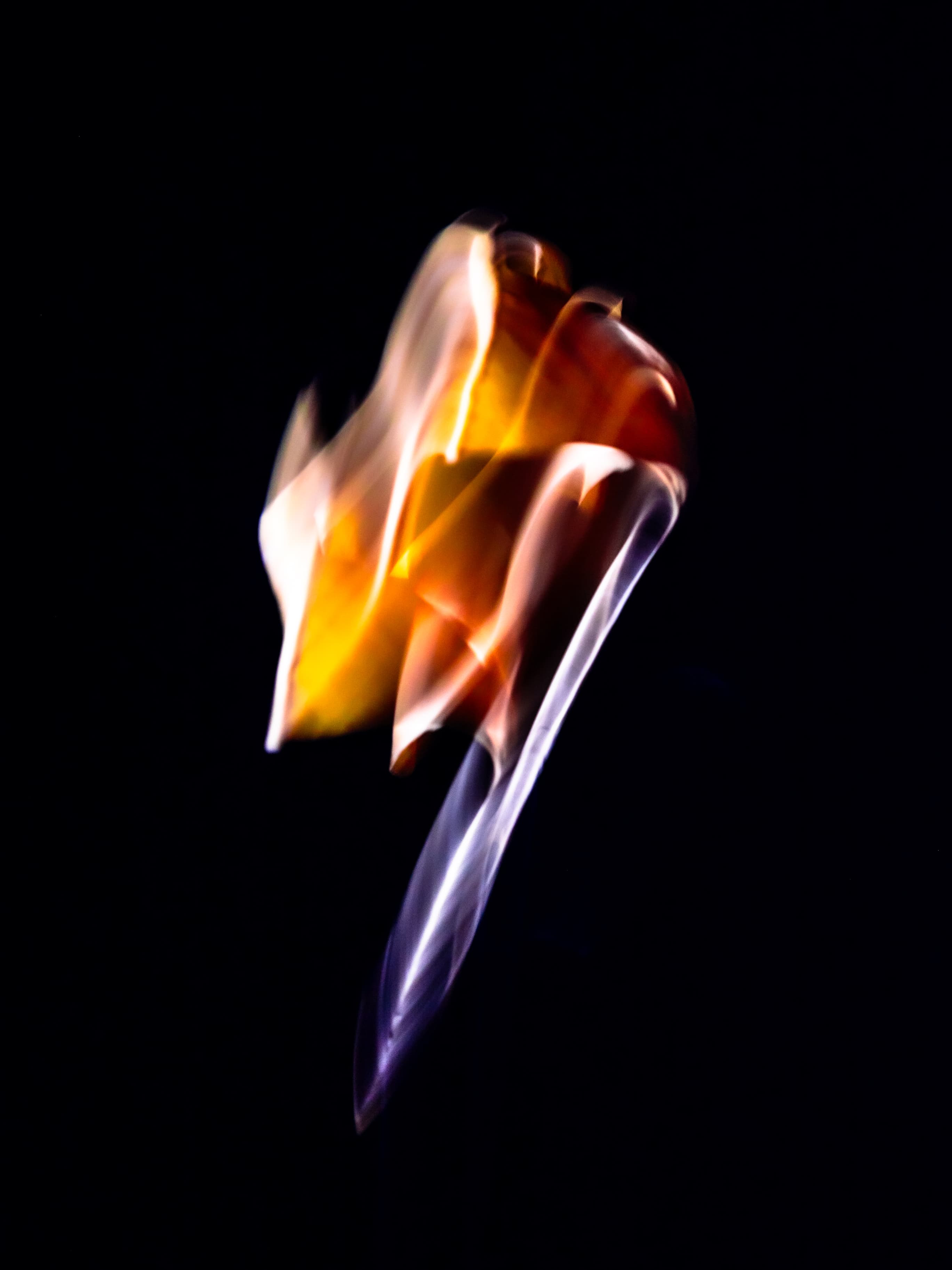 Botanical illustration of Maidenhair Tree