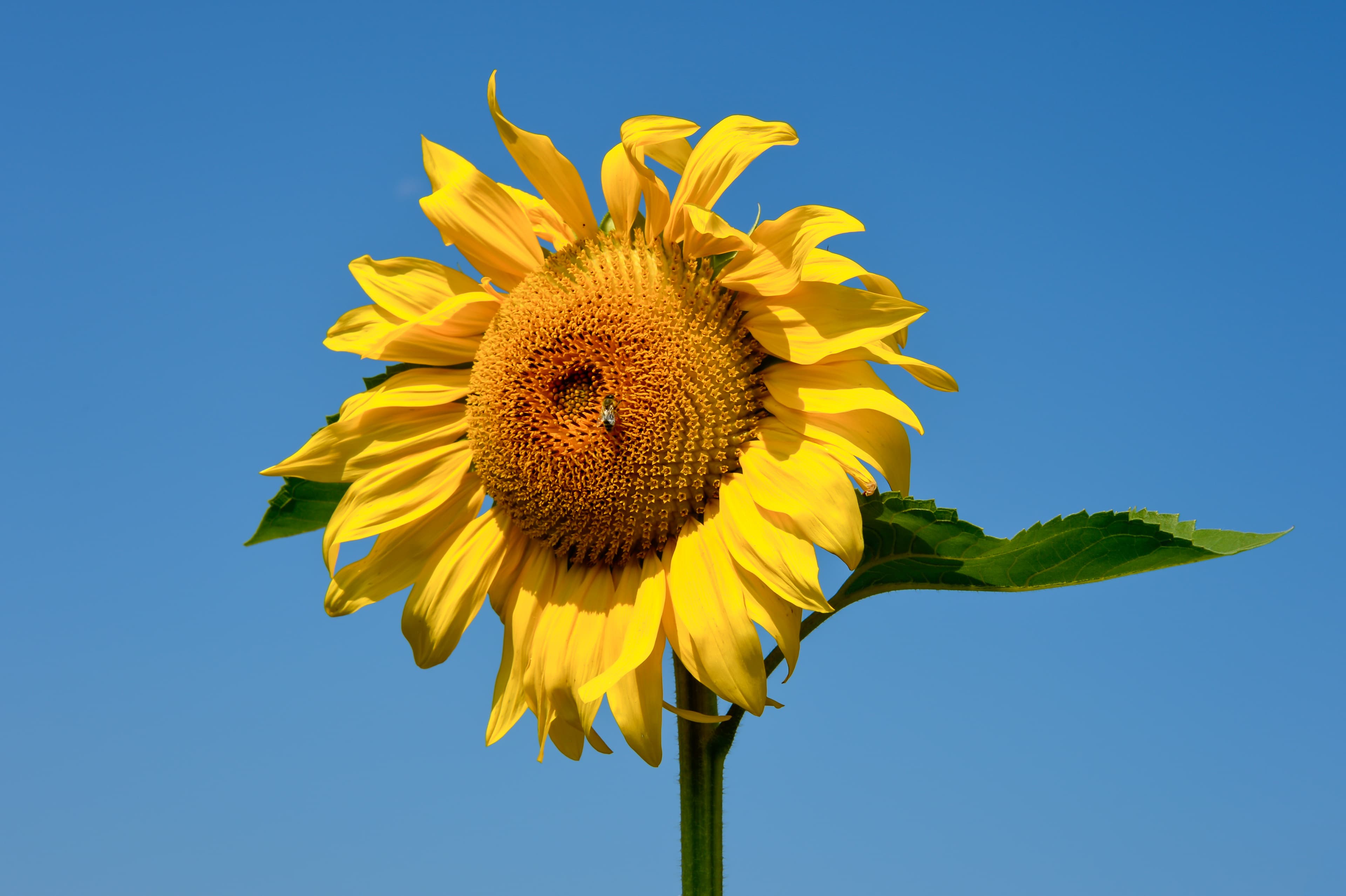 Illustration of Common Sunflower