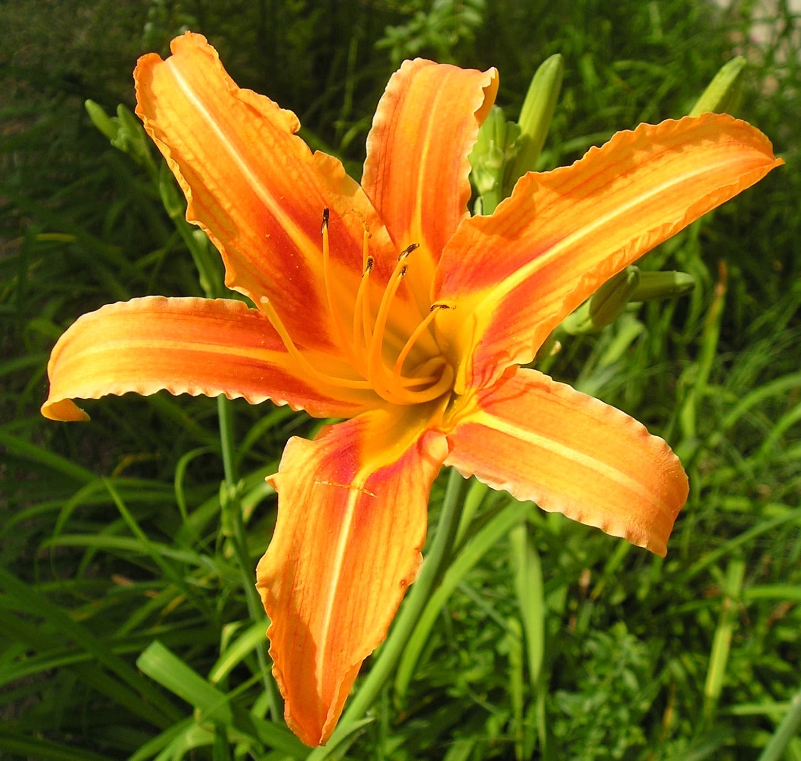 Gallery, Orange Daylily