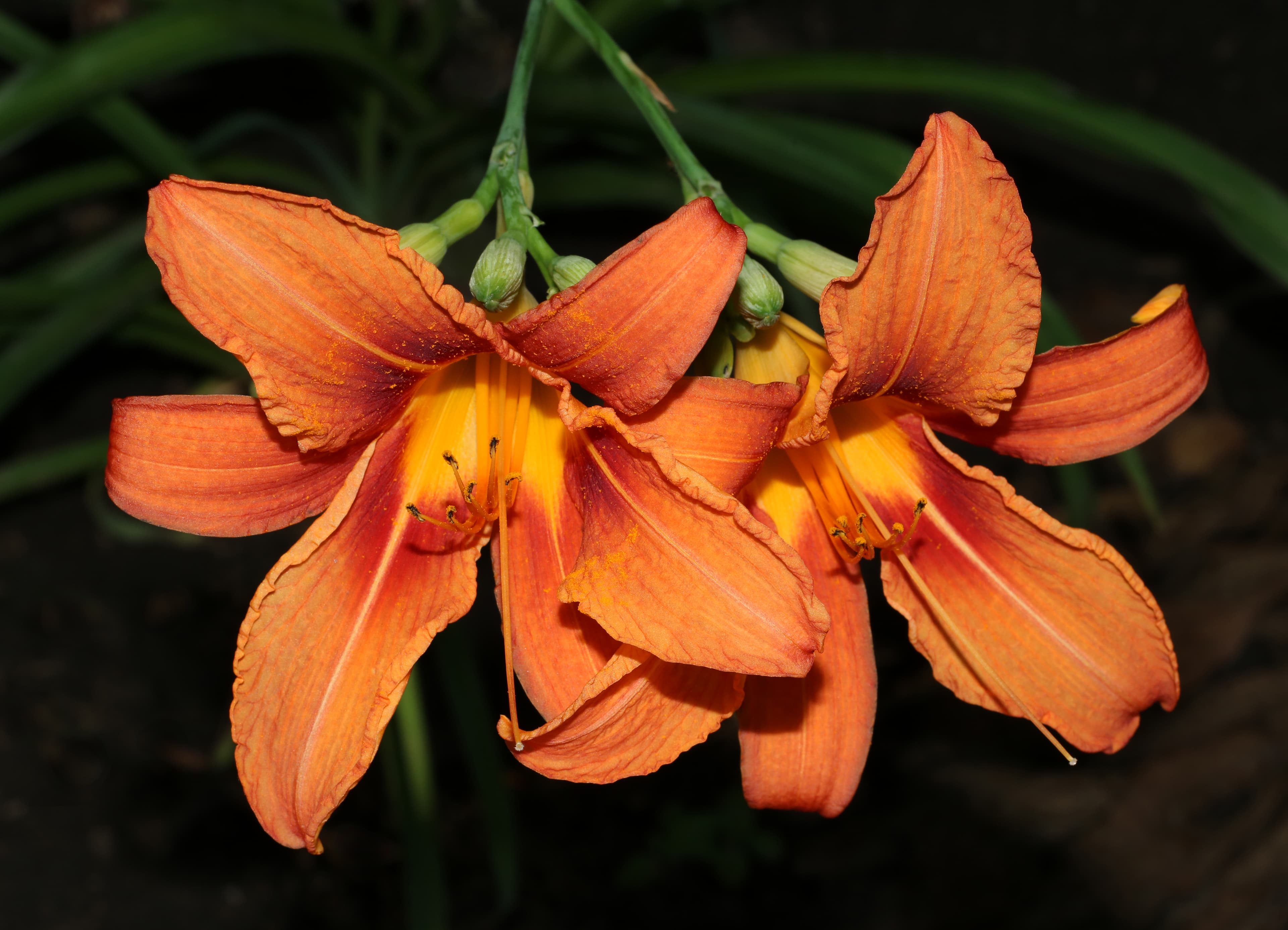 Gallery, Orange Daylily