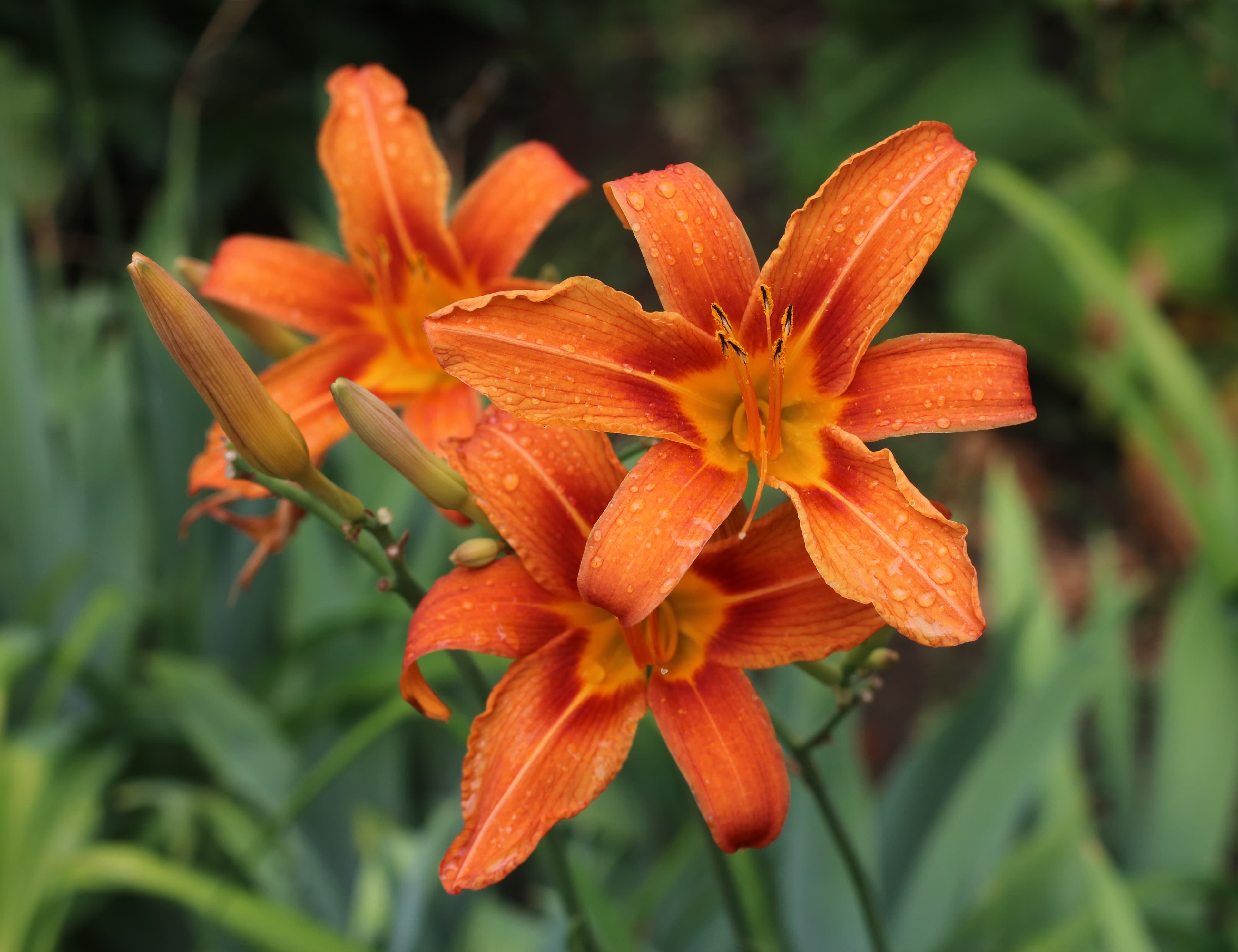 Illustration of Orange Daylily