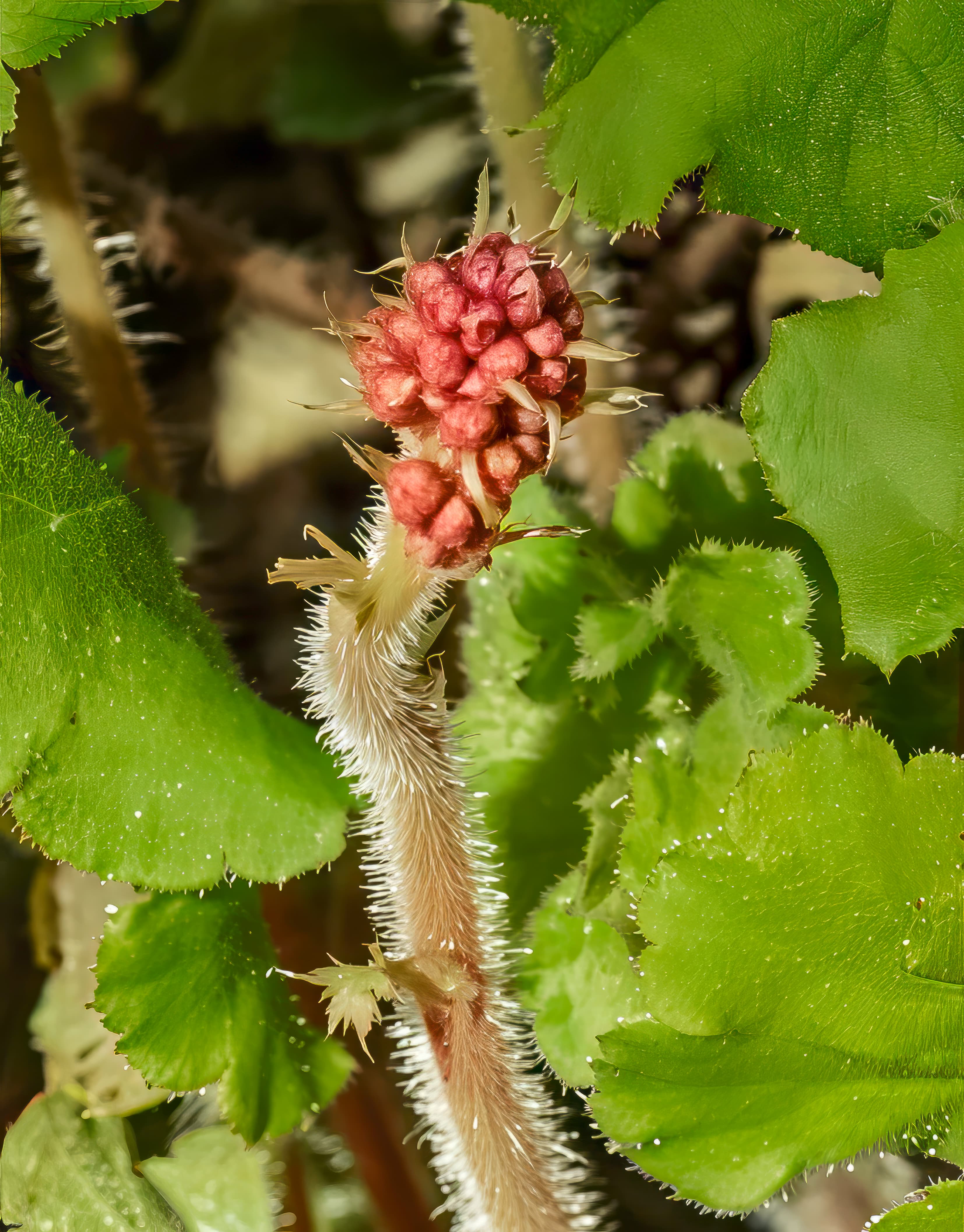 Botanical illustration of Coralbells