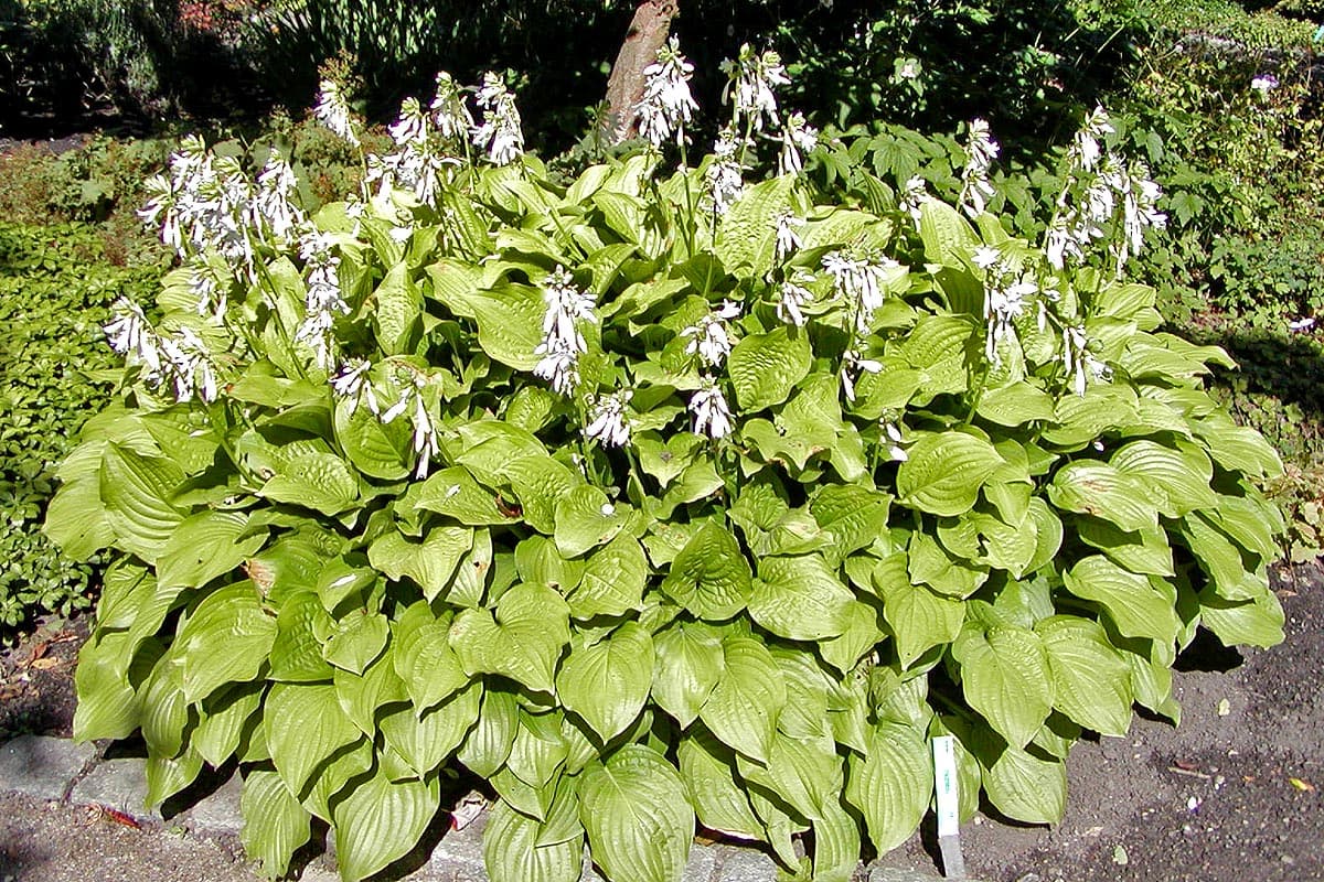 Fragrant Plantain Lily