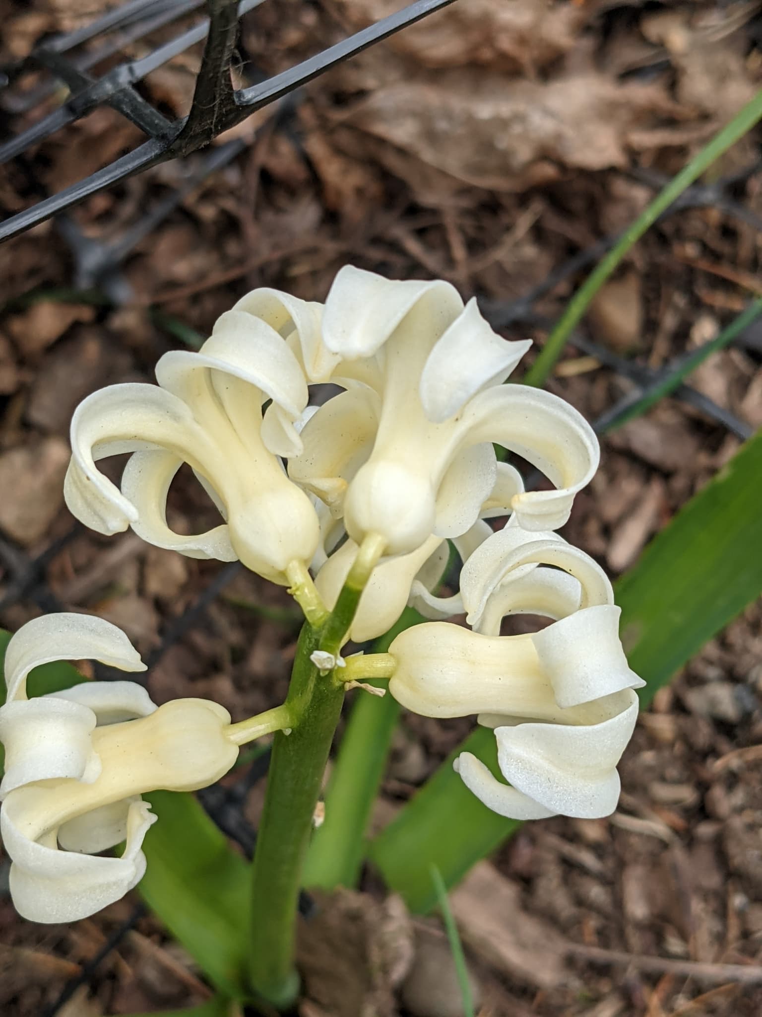 Gallery, Garden Hyacinth