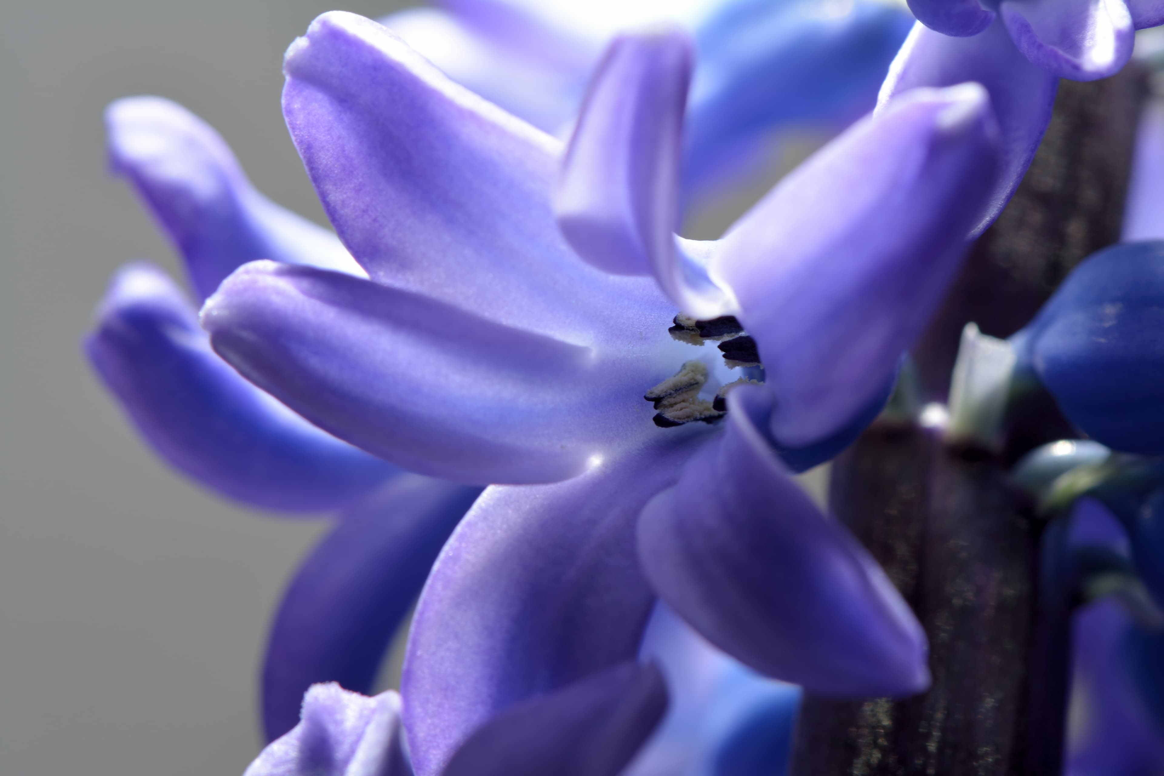 Botanical illustration of Garden Hyacinth