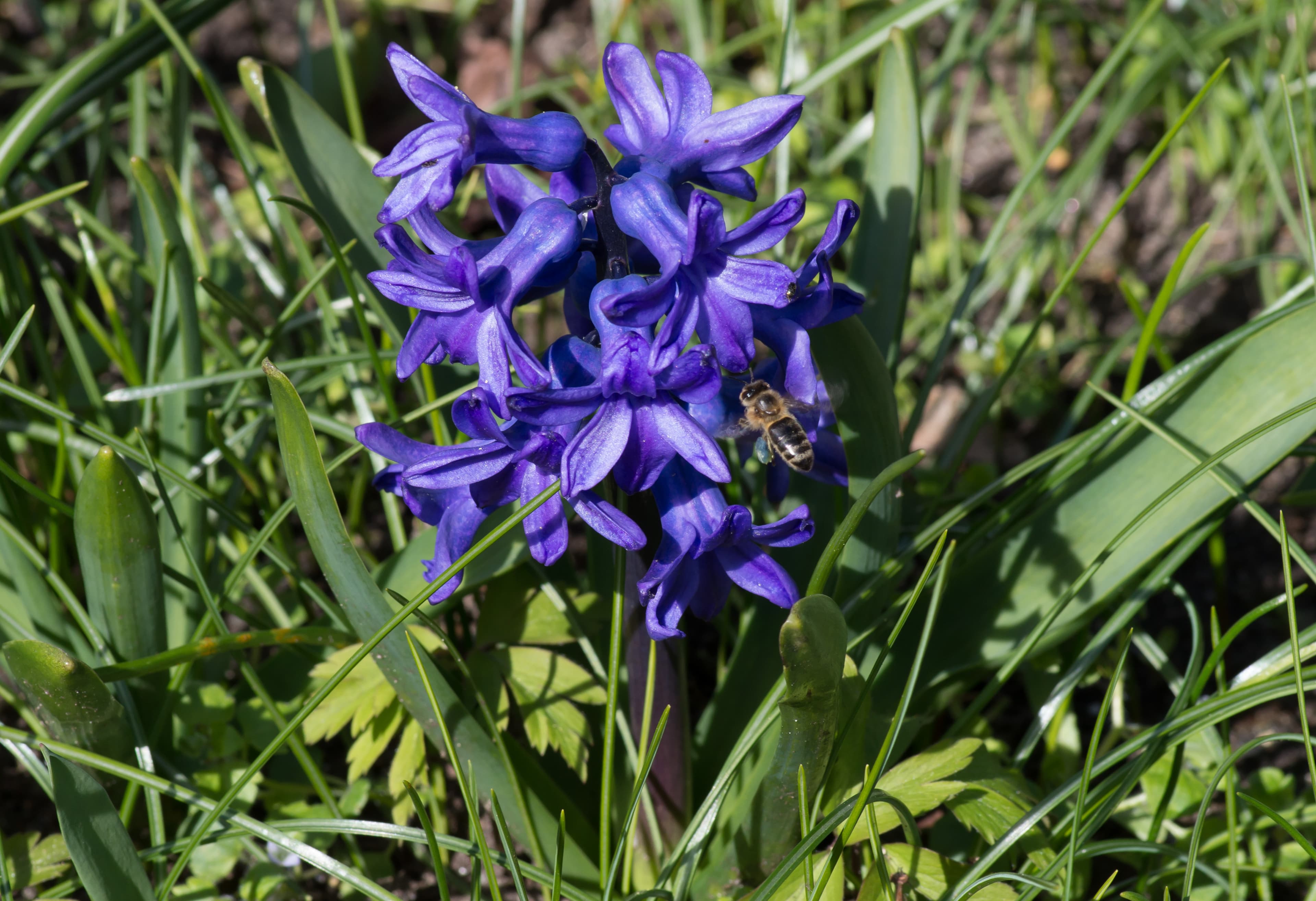 Bloom, Garden Hyacinth