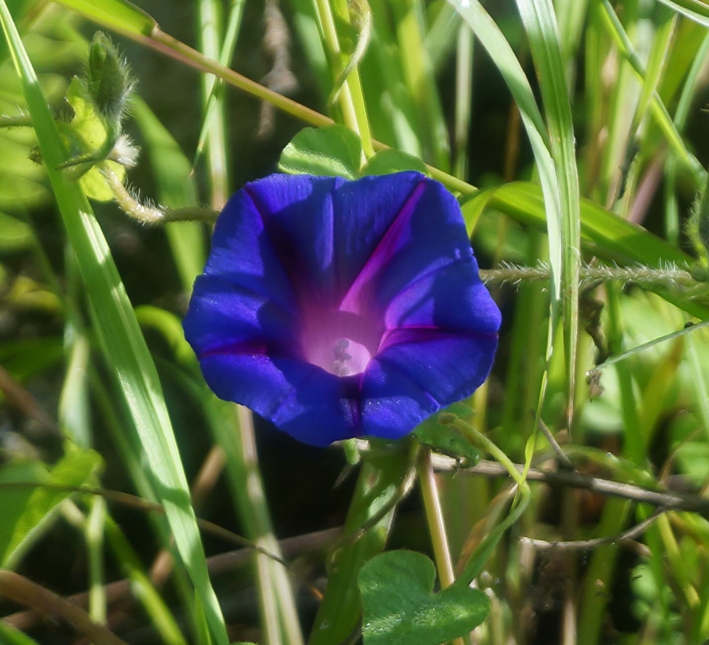 Bloom, Tall Morning-glory