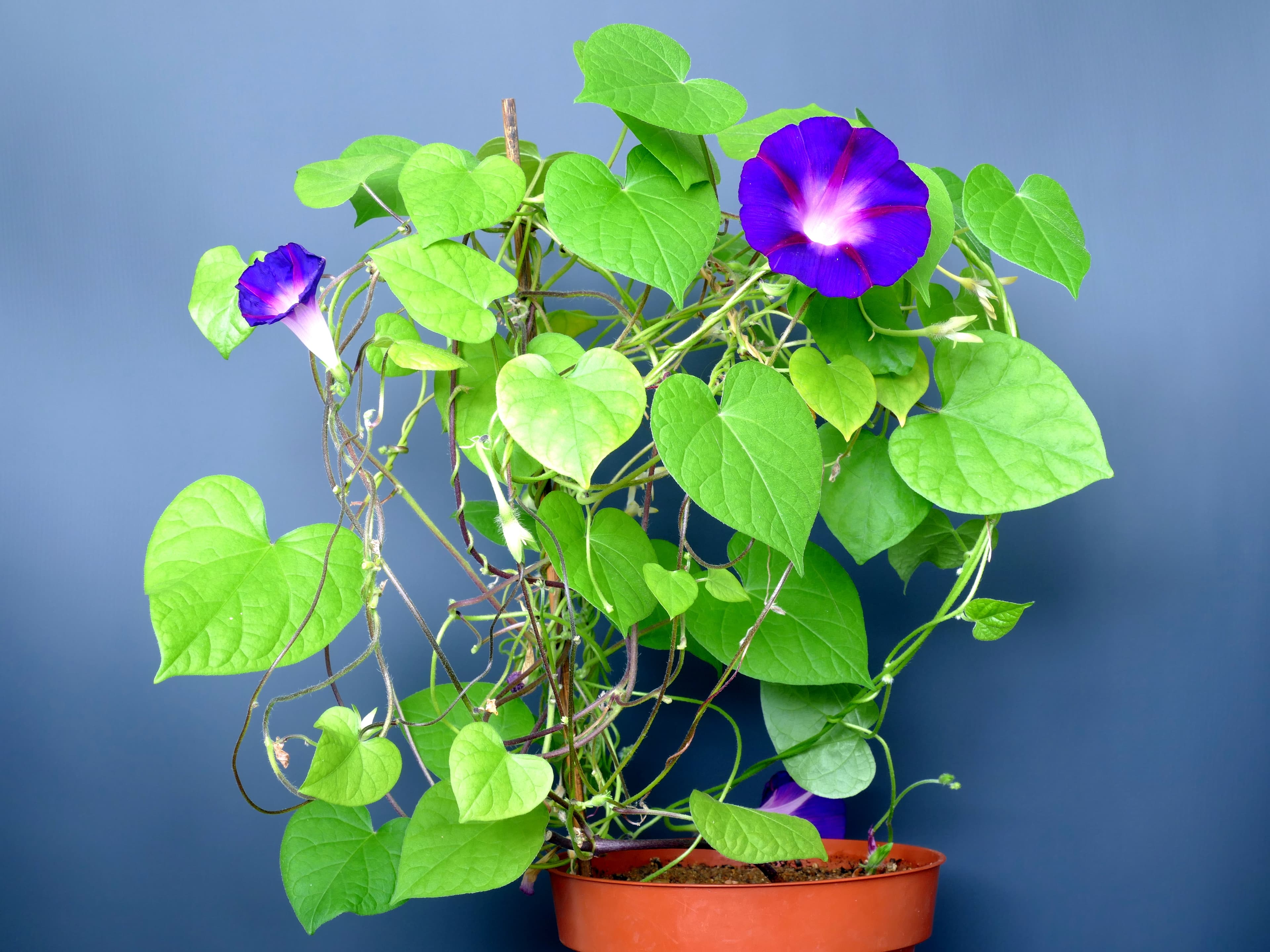 Gallery, Tall Morning-glory