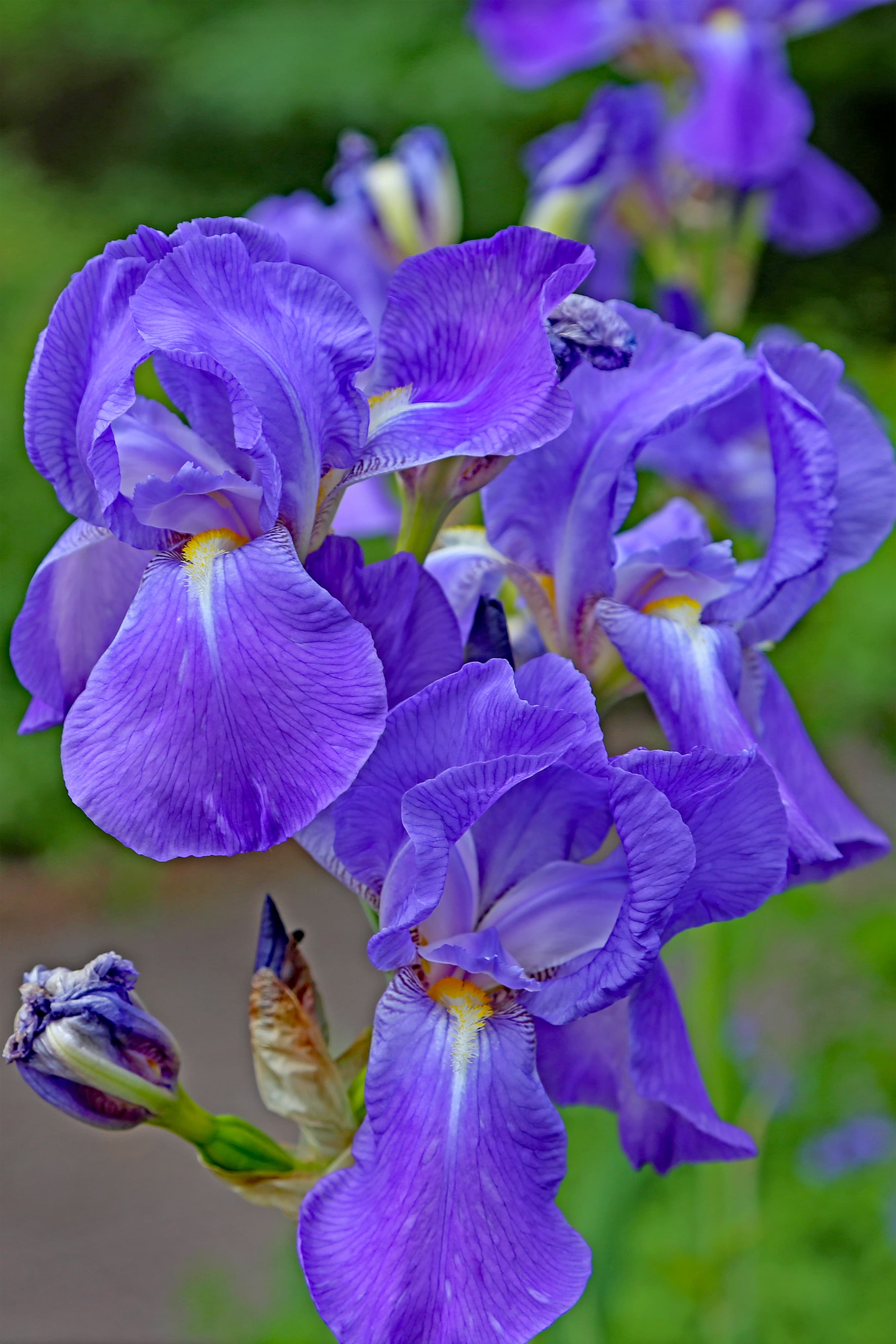 Illustration of German Iris