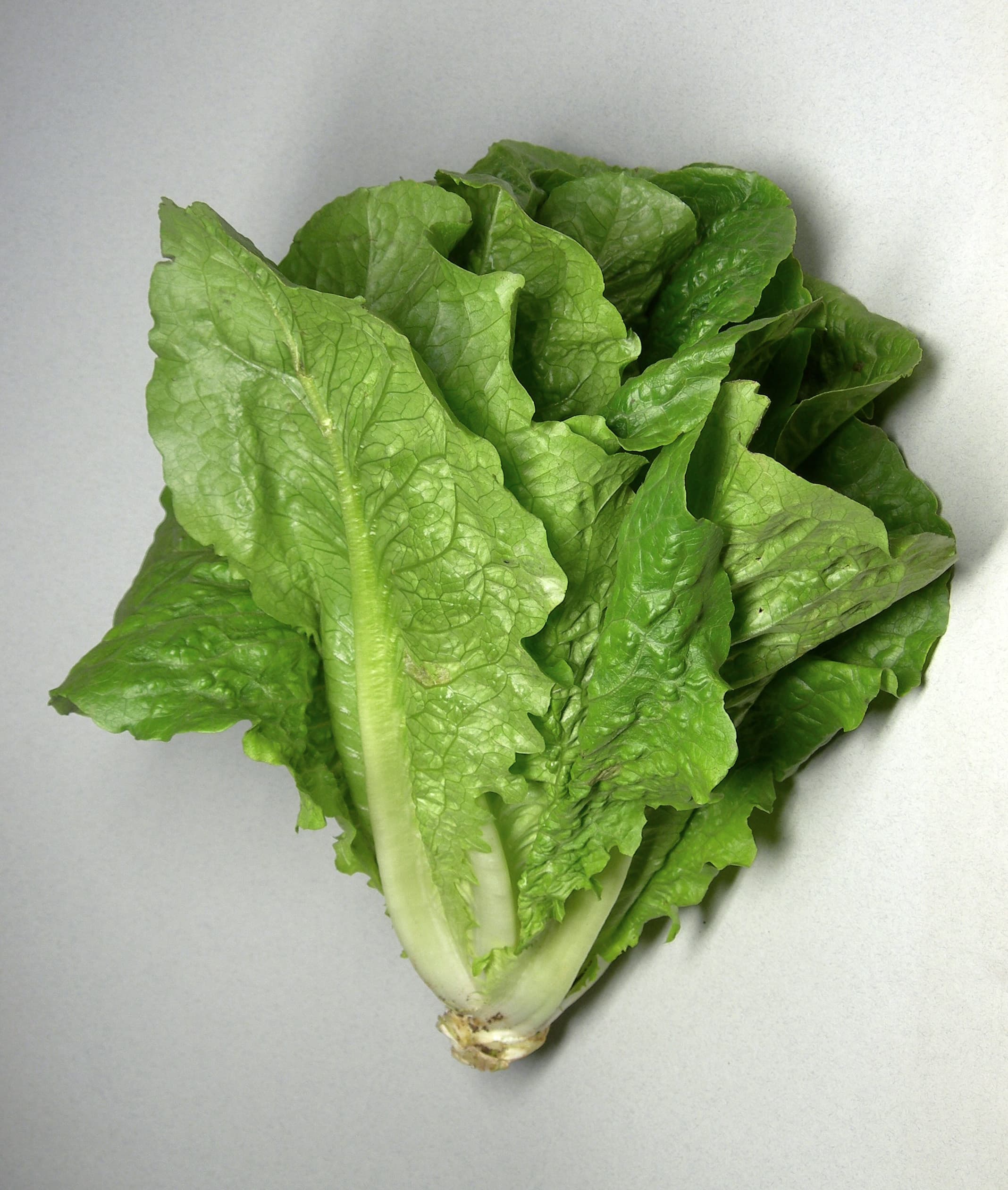 Gallery, Garden Lettuce