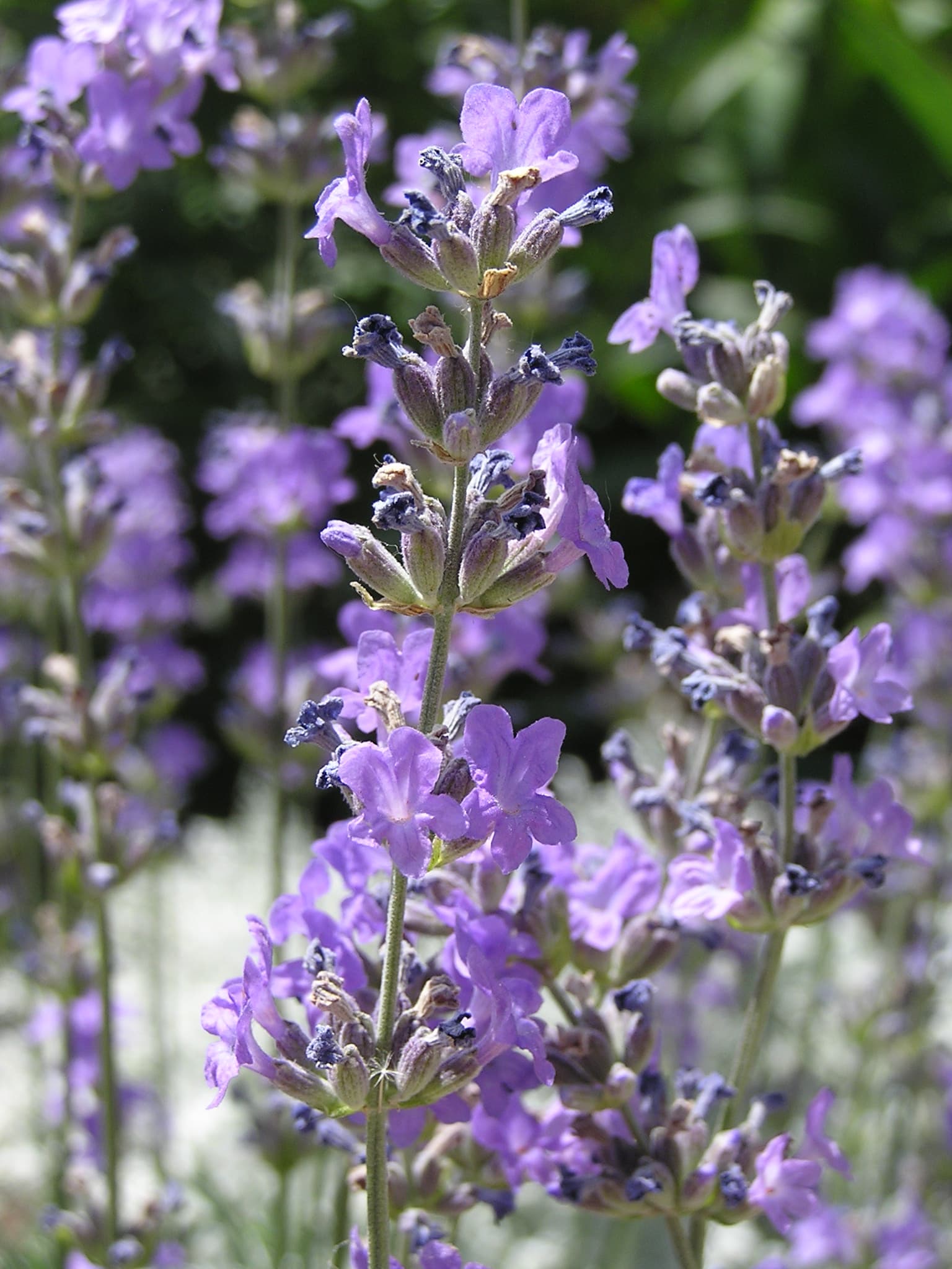 Gallery, English Lavender