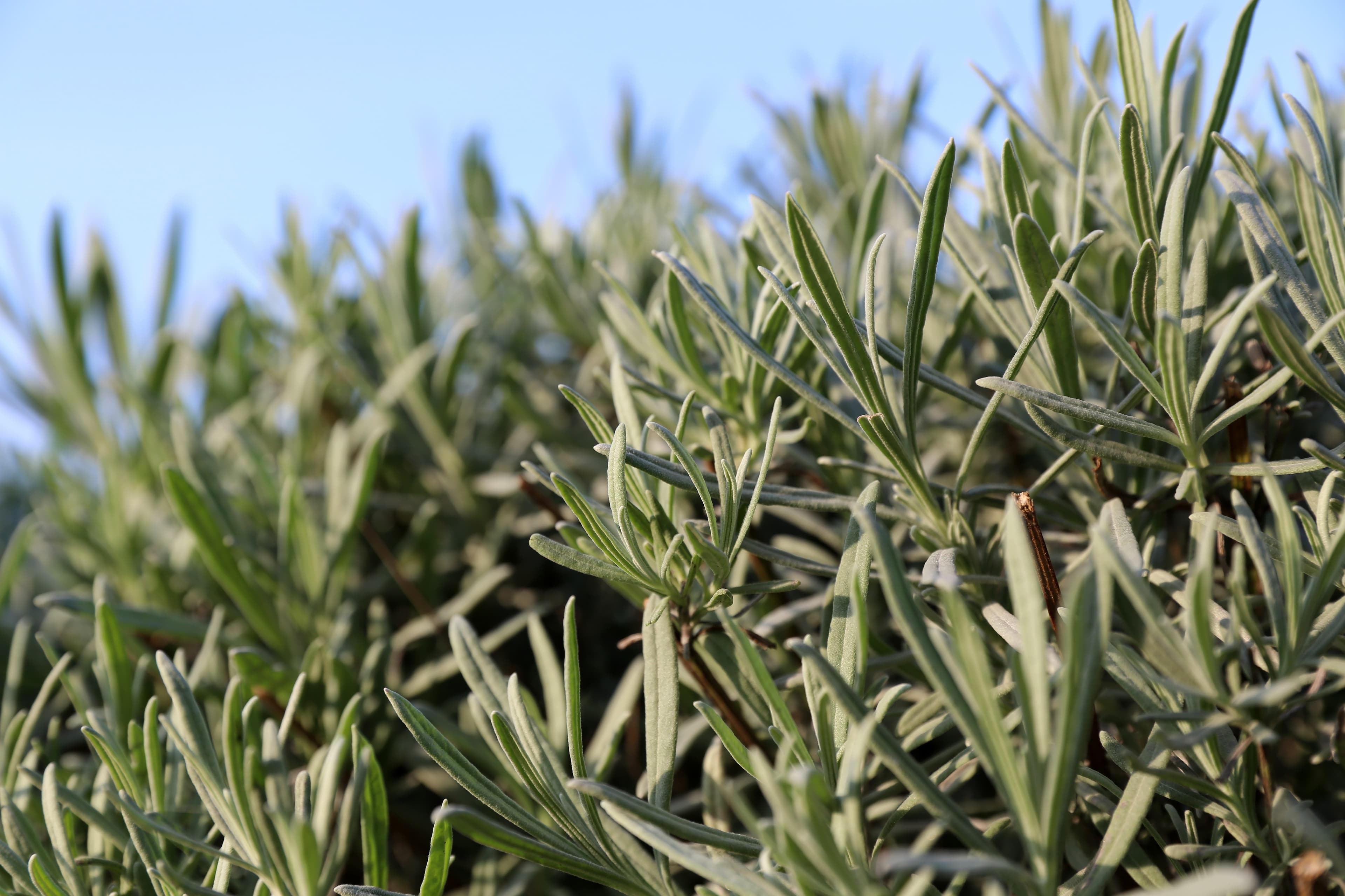 Gallery, English Lavender