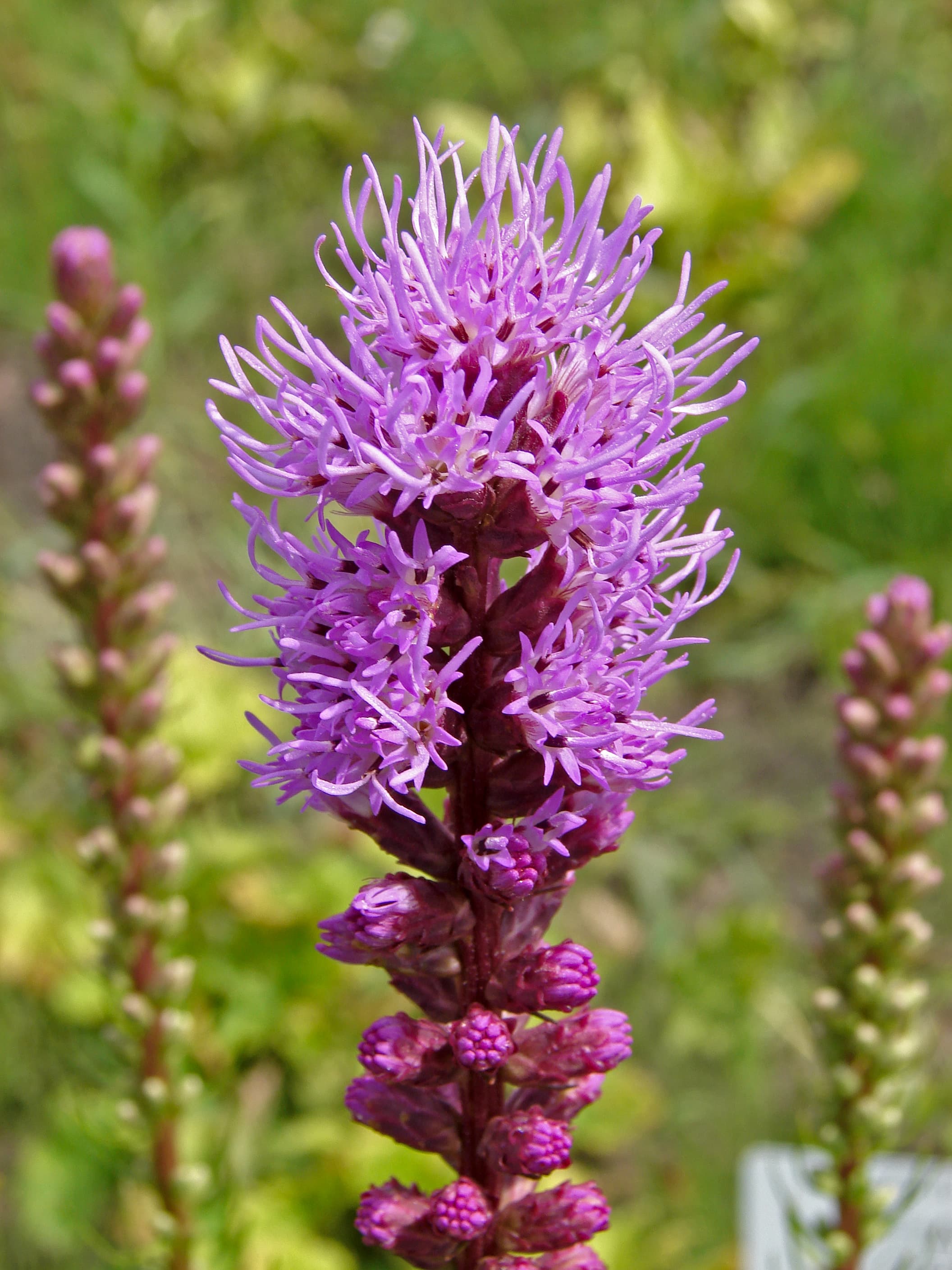 Botanical illustration of Dense Blazing Star