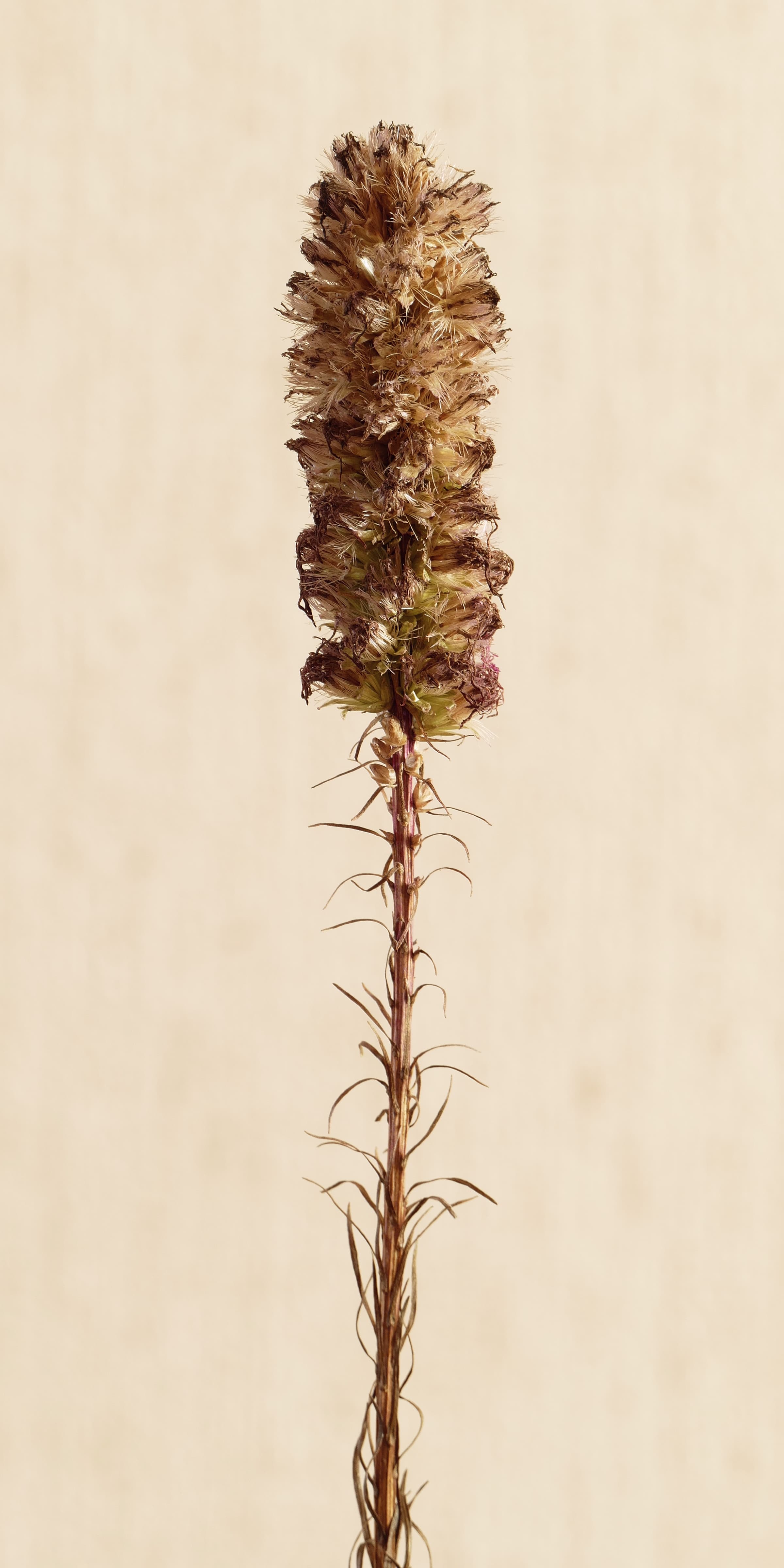 Gallery, Dense Blazing Star