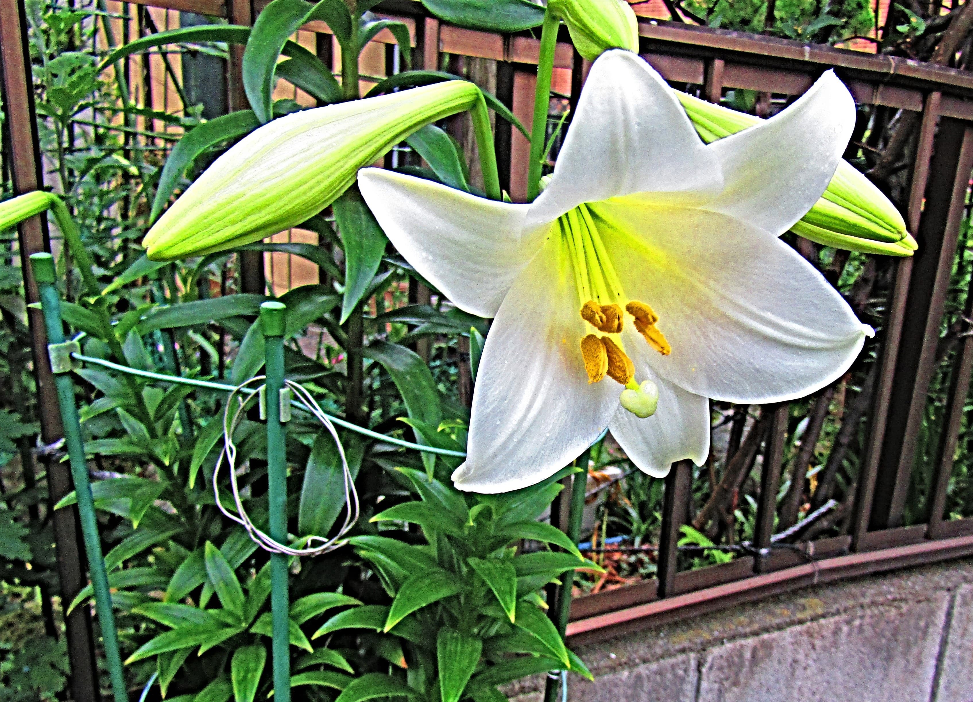 Gallery, Easter Lily