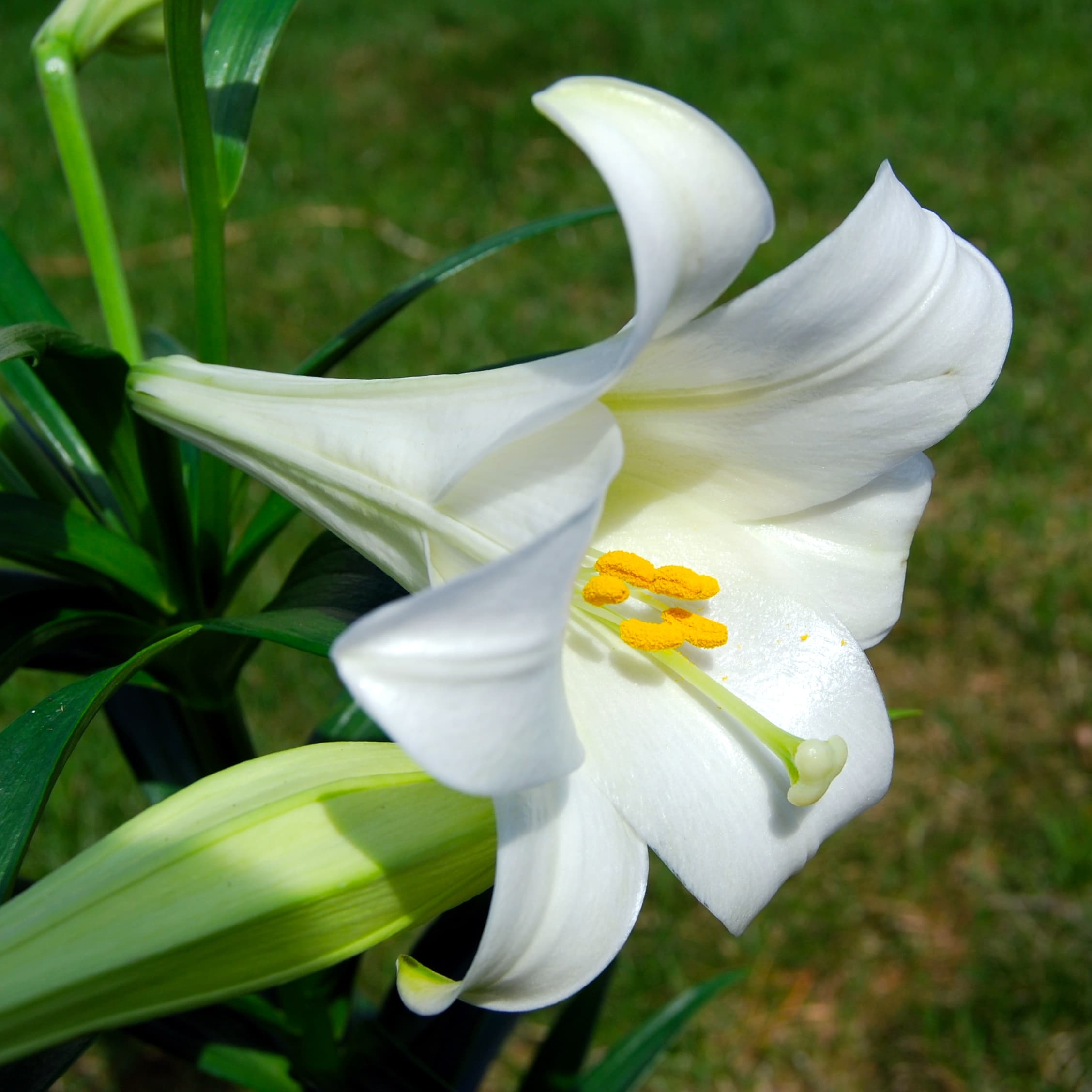 Gallery, Easter Lily
