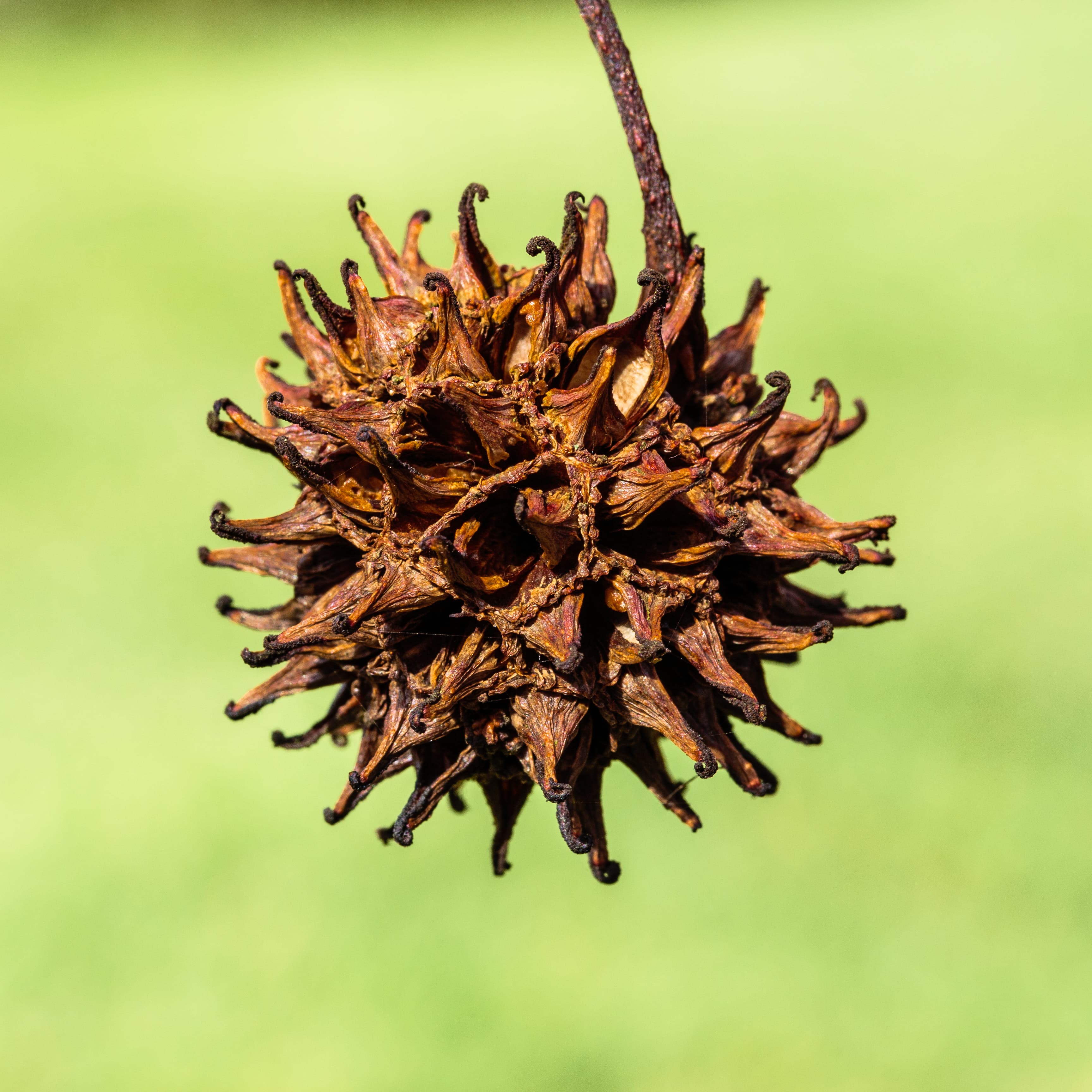 Illustration of Sweetgum