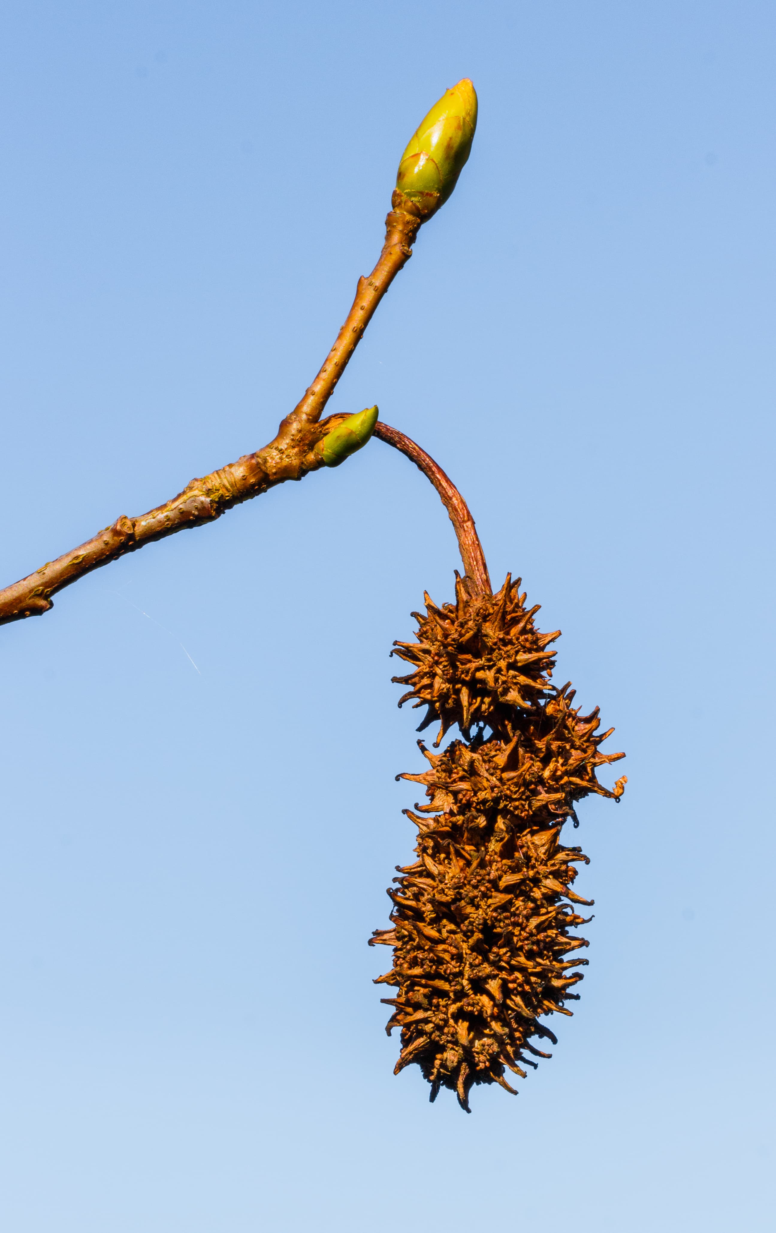 Gallery, Sweetgum