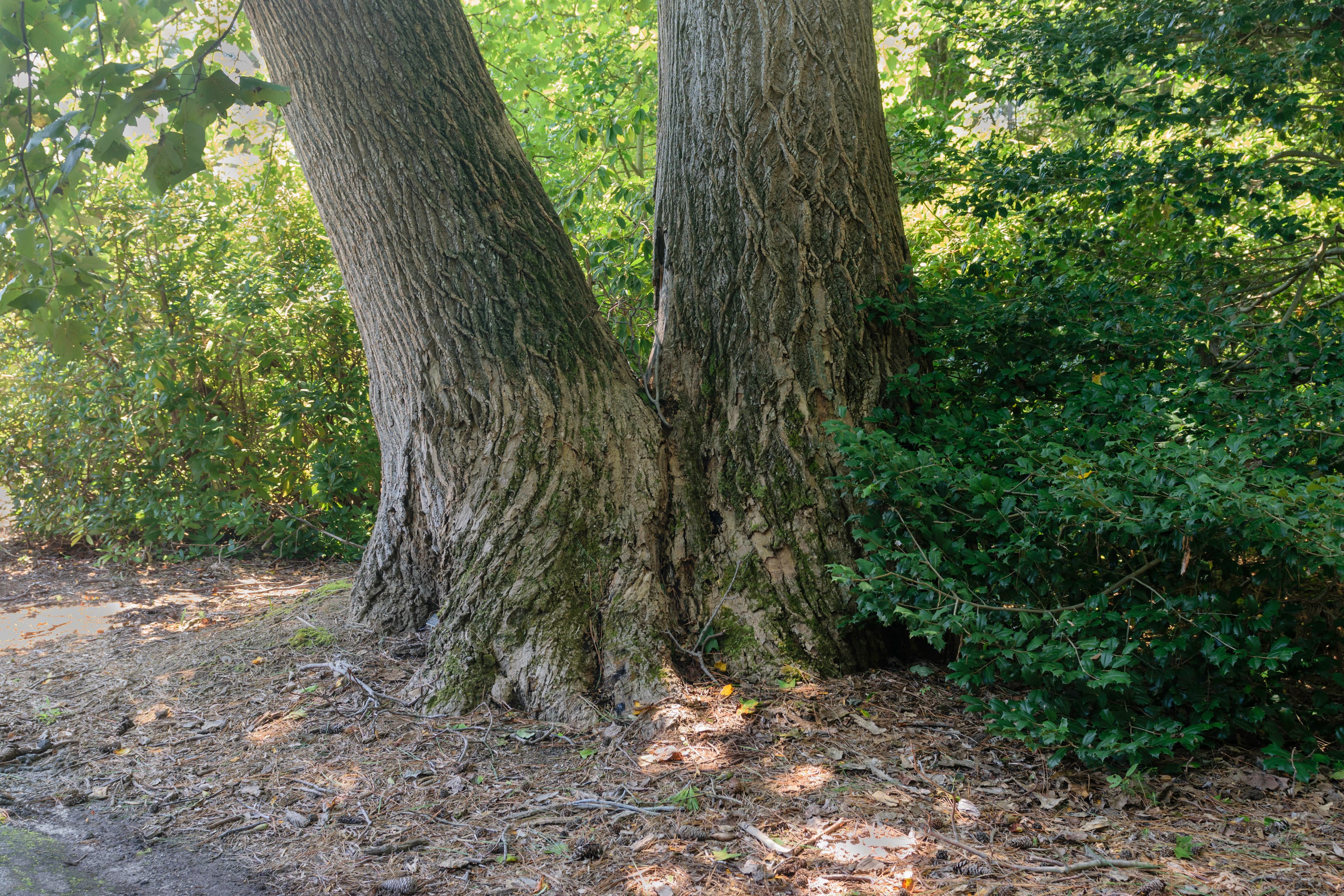 Bloom, Tulip Poplar