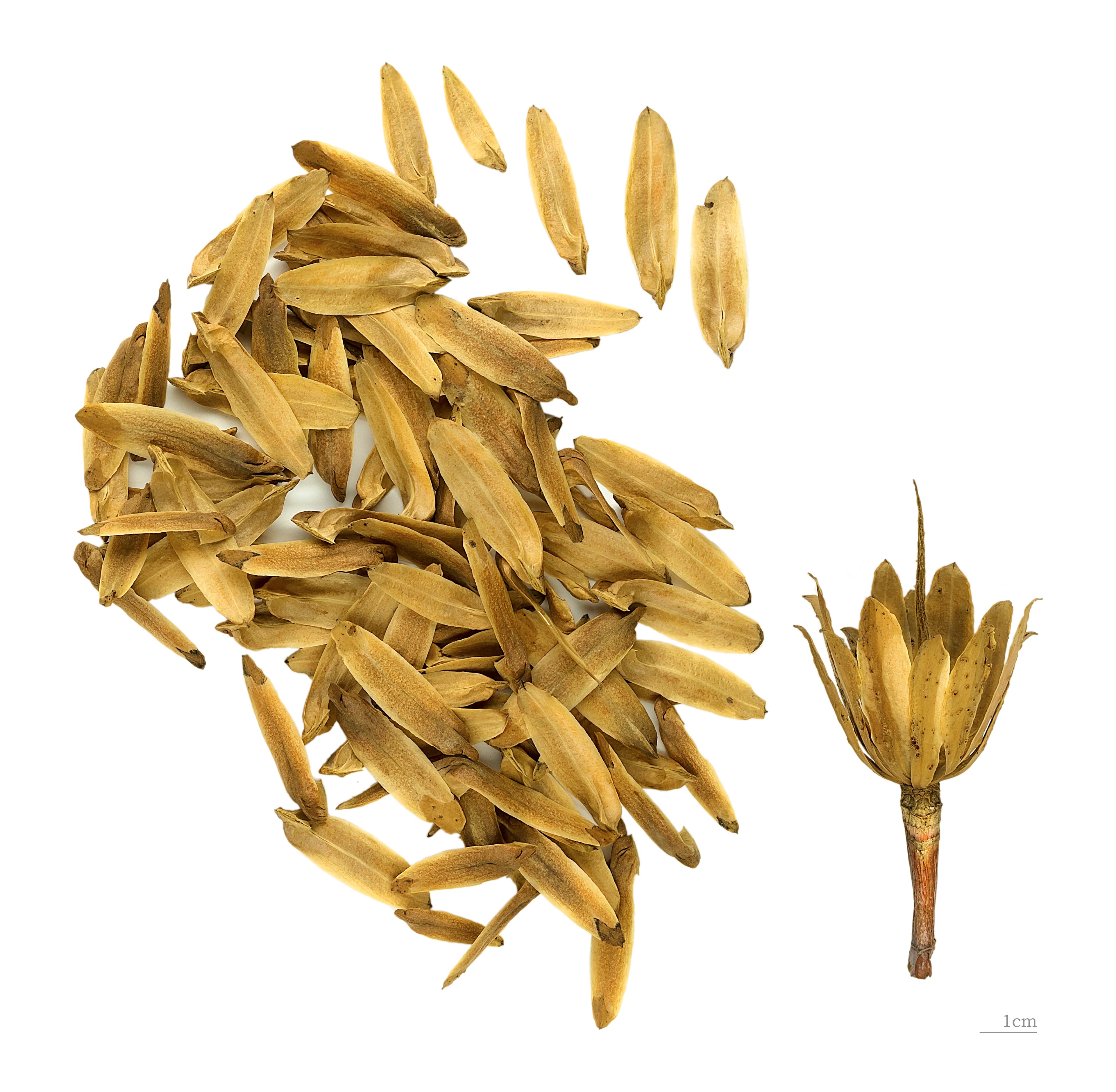 Botanical illustration of Tulip Poplar