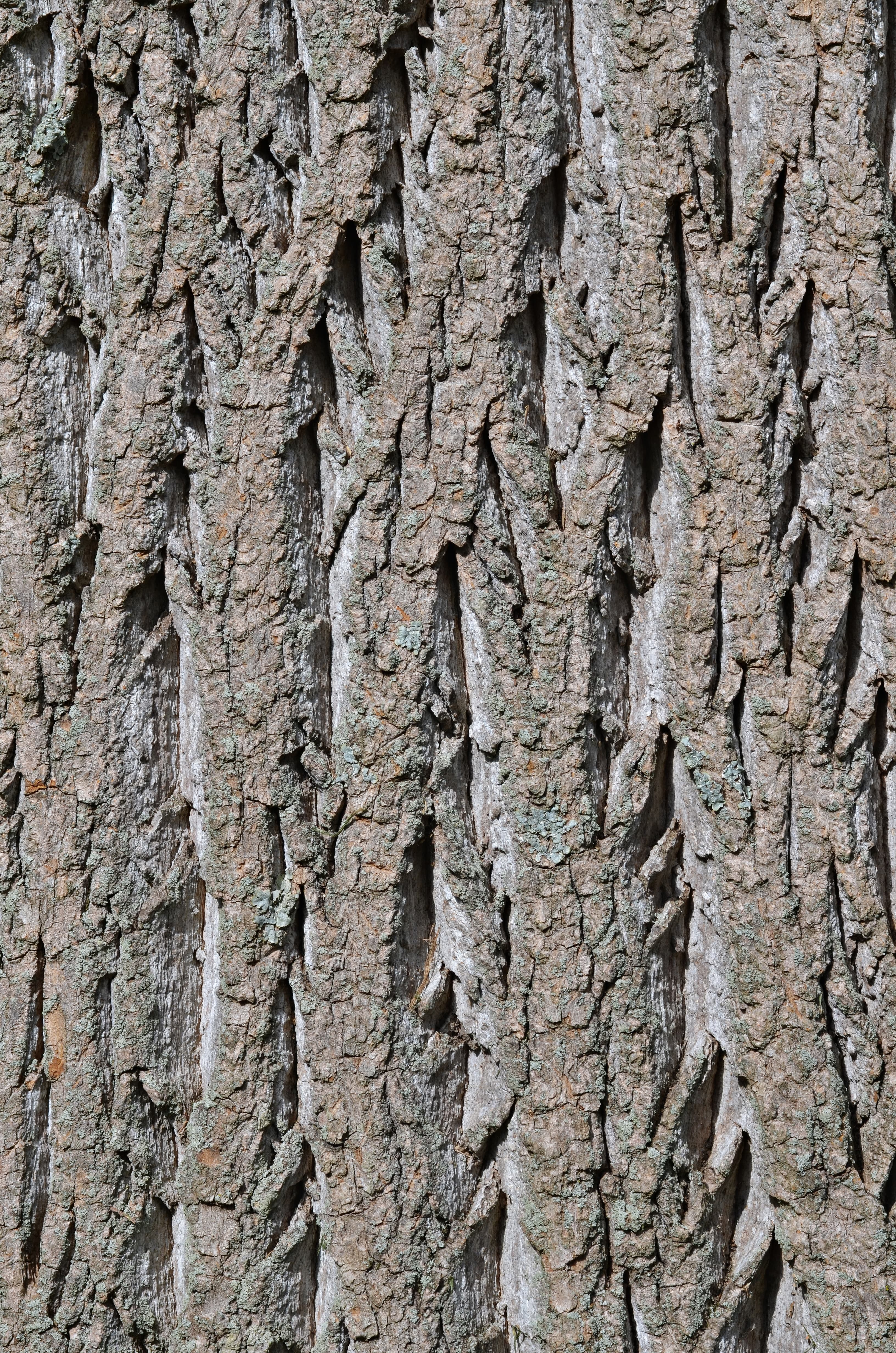 Gallery, Tulip Poplar