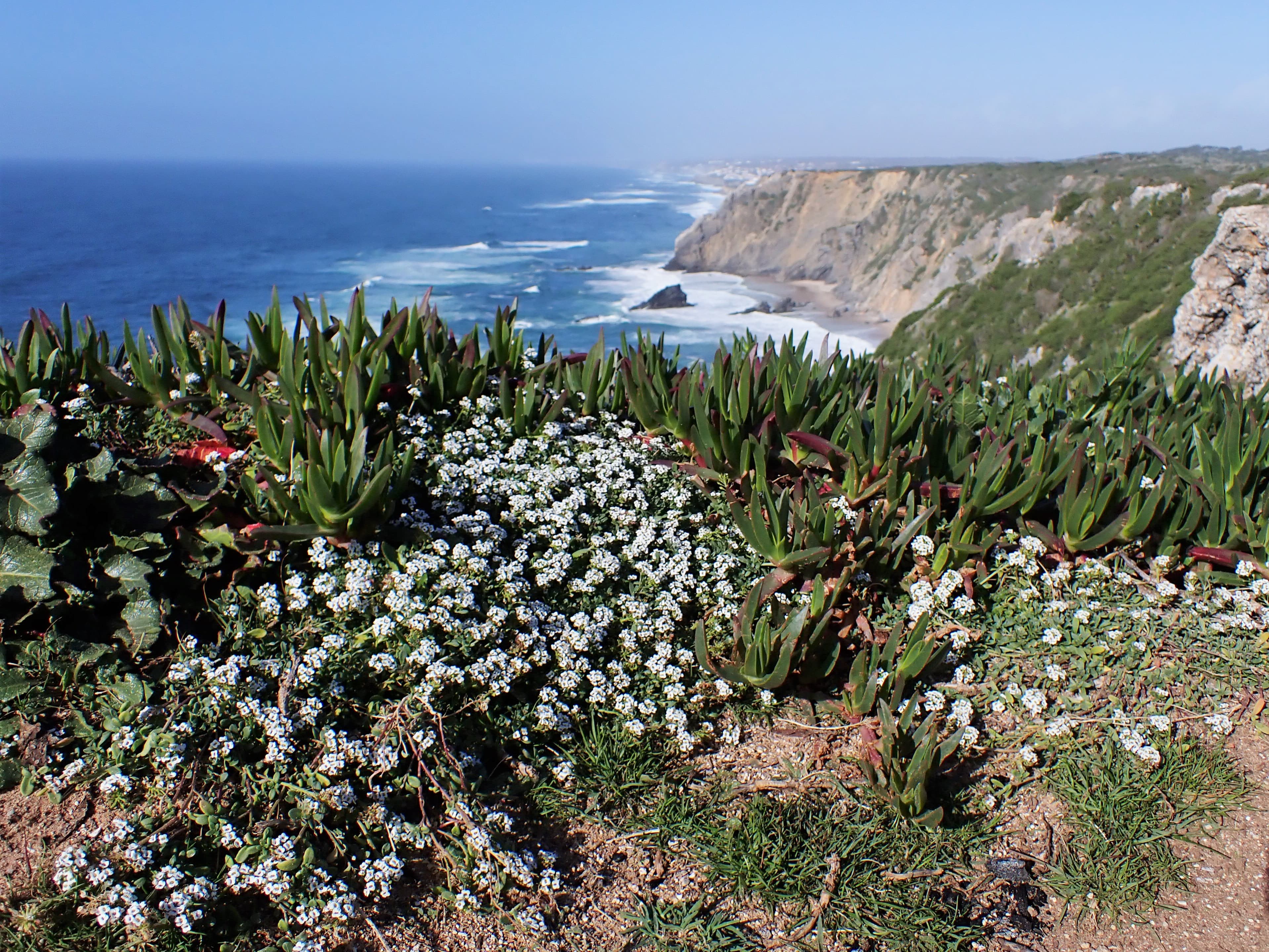 Gallery, Sweet Alyssum