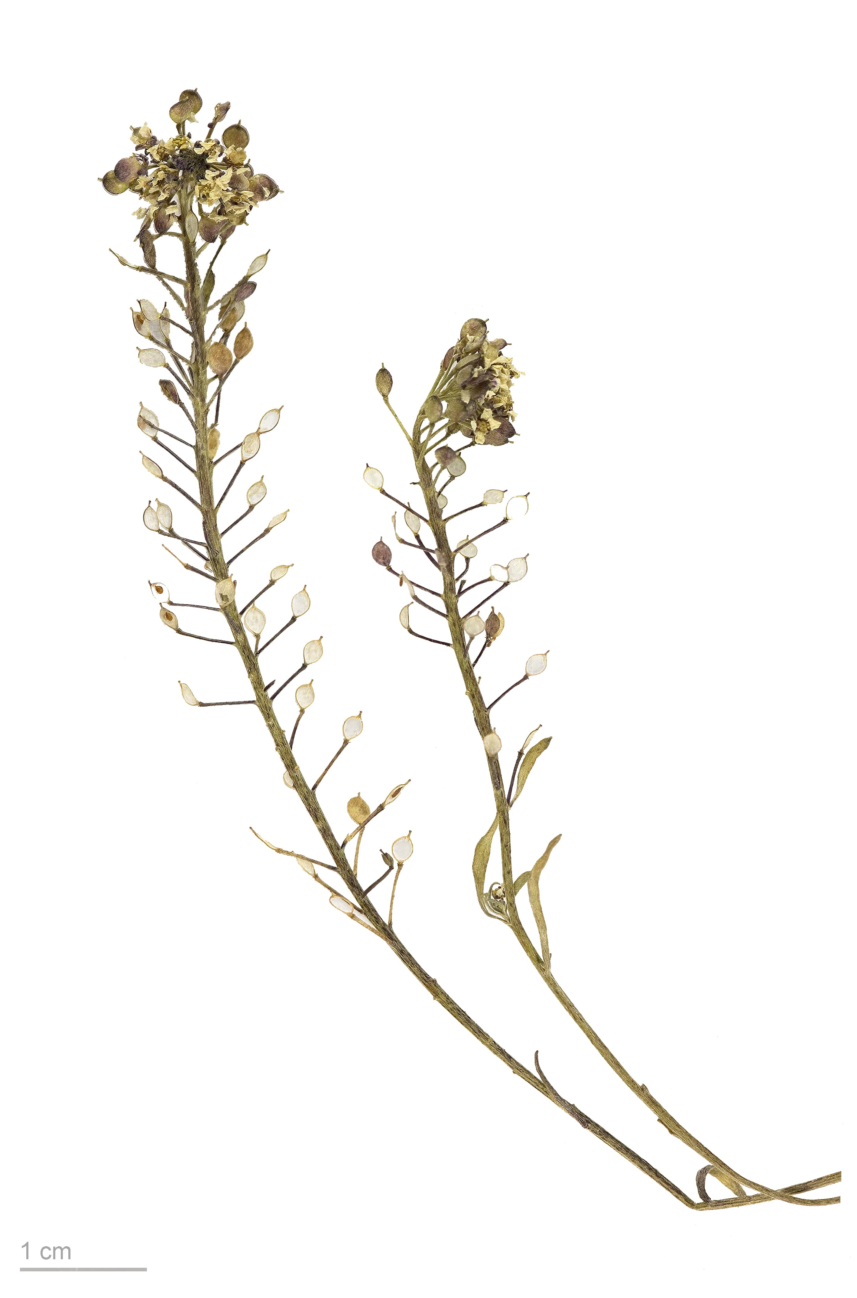 Botanical illustration of Loeseliastrum Matthewsii