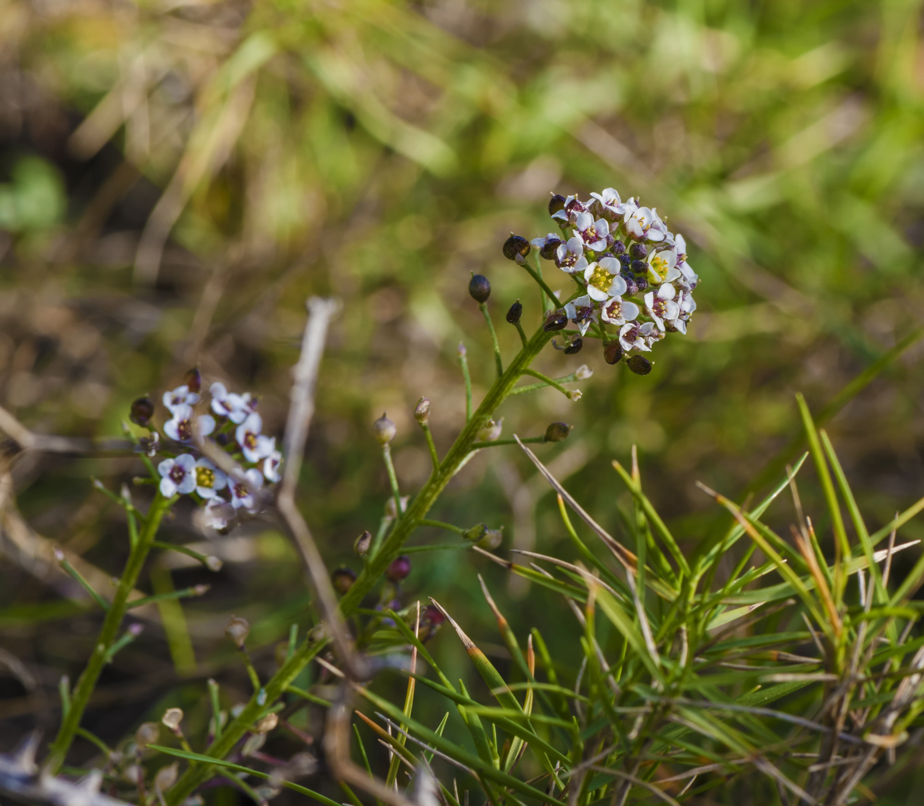 Bloom, Loeseliastrum Matthewsii