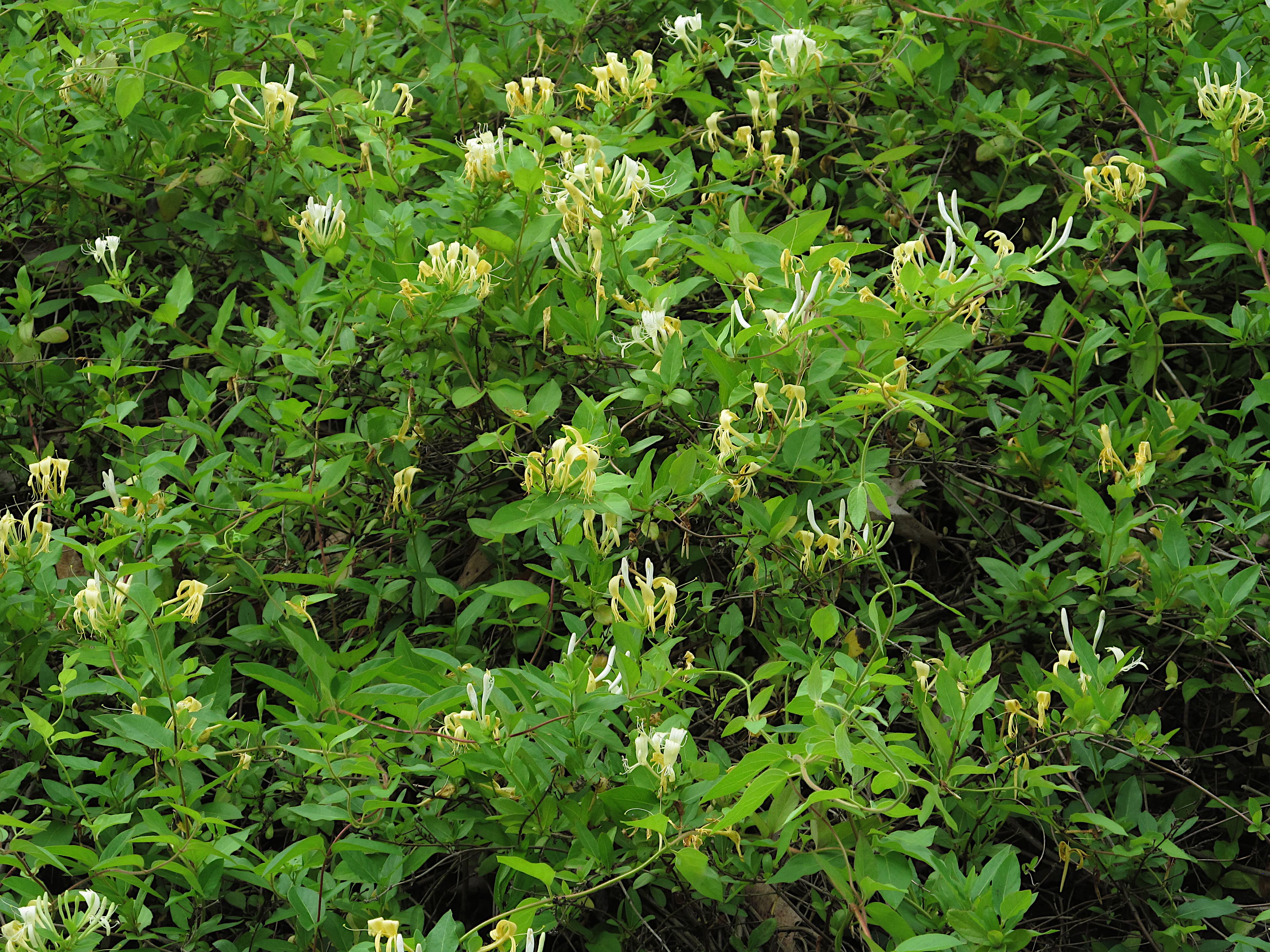 Bloom, Japanese Honeysuckle
