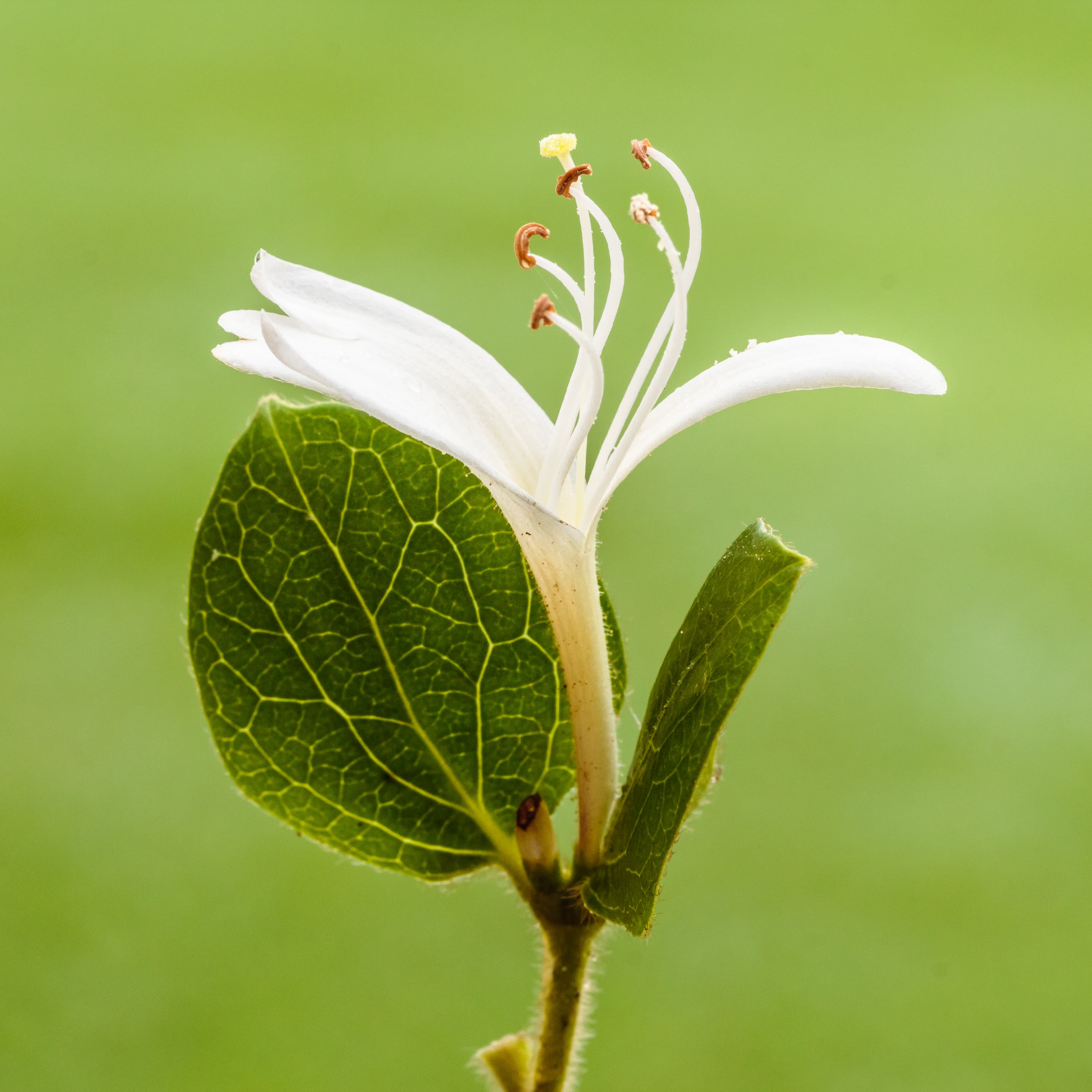 Illustration of Japanese Honeysuckle