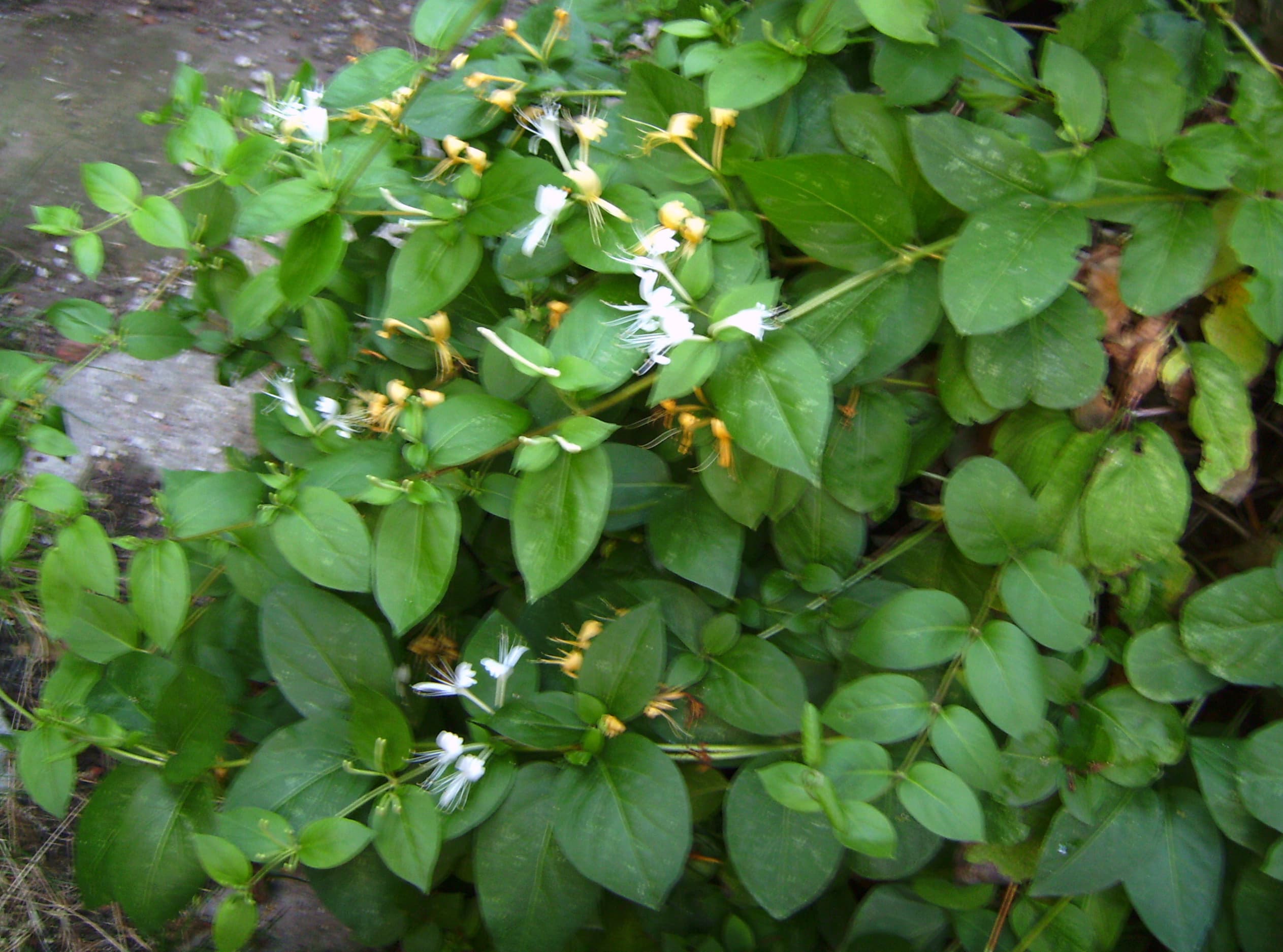 Gallery, Japanese Honeysuckle